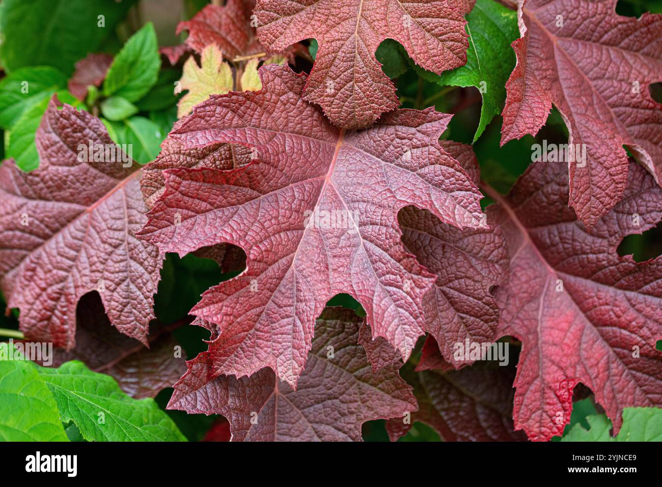 Eichenblatt-Hortensie, Hydrangea quercifolia RUBY SLIPPERS,, Oakleaf hydrangea Stock Photo