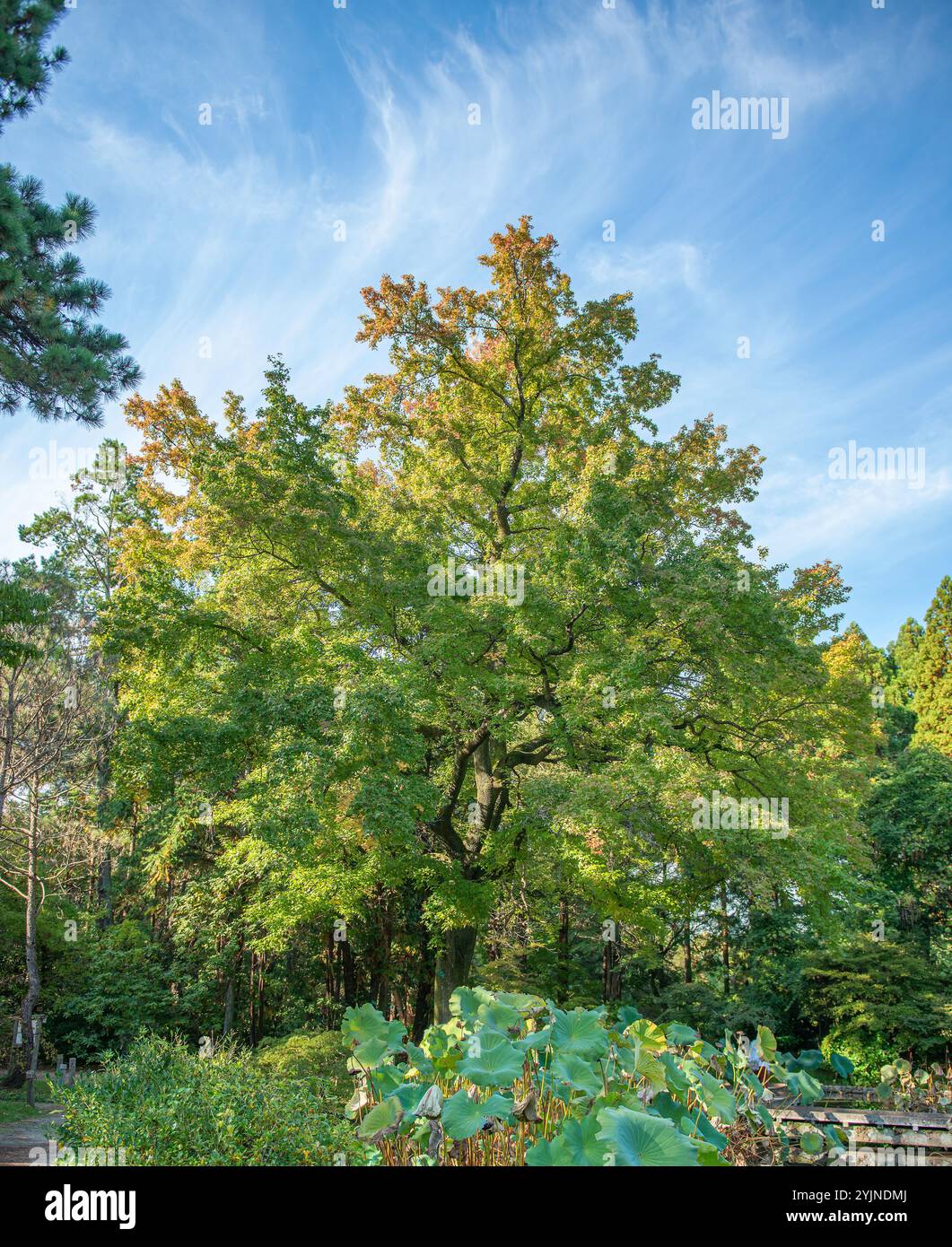 Formosa-Amberbaum, Liquidambar formosana,, Formosan amber tree Stock Photo