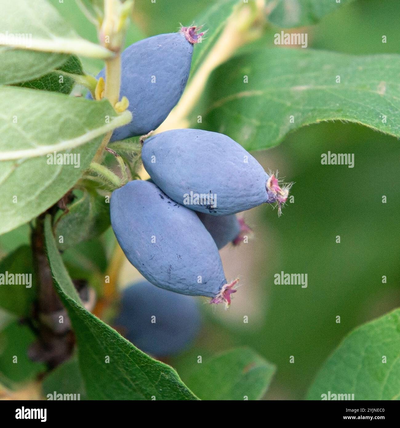 Honigbeere Honey Blue