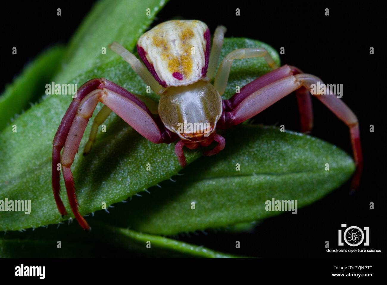 White-banded Crab Spider (Misumenoides formosipes Stock Photo - Alamy