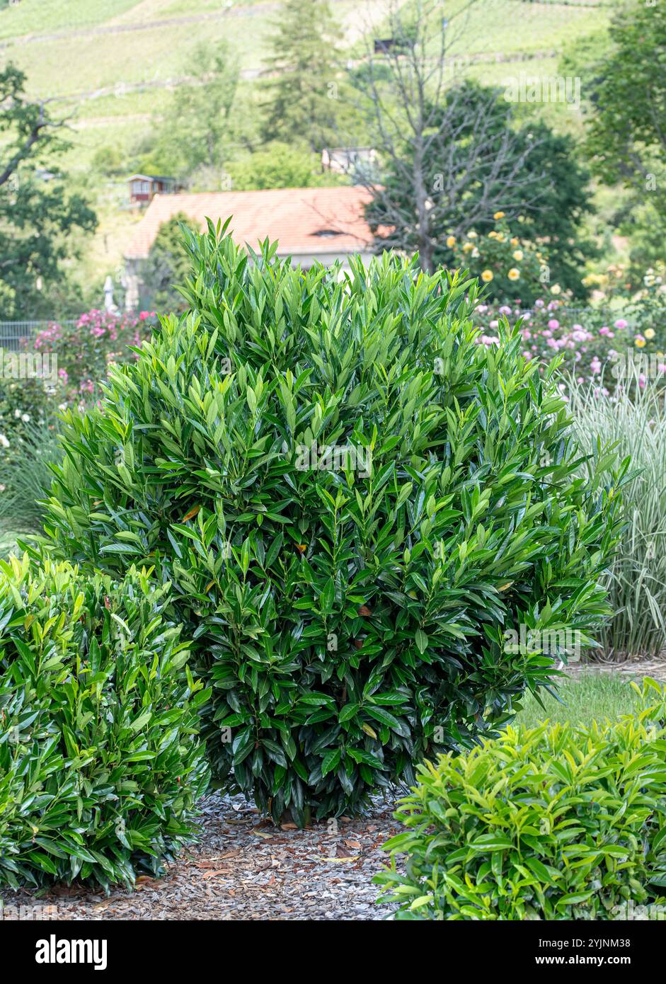 monstera deliciosa hunde Tipps zur Pflege deiner Pflanze : Monstera deliciosa Variegata   PflanzenFuerAlle