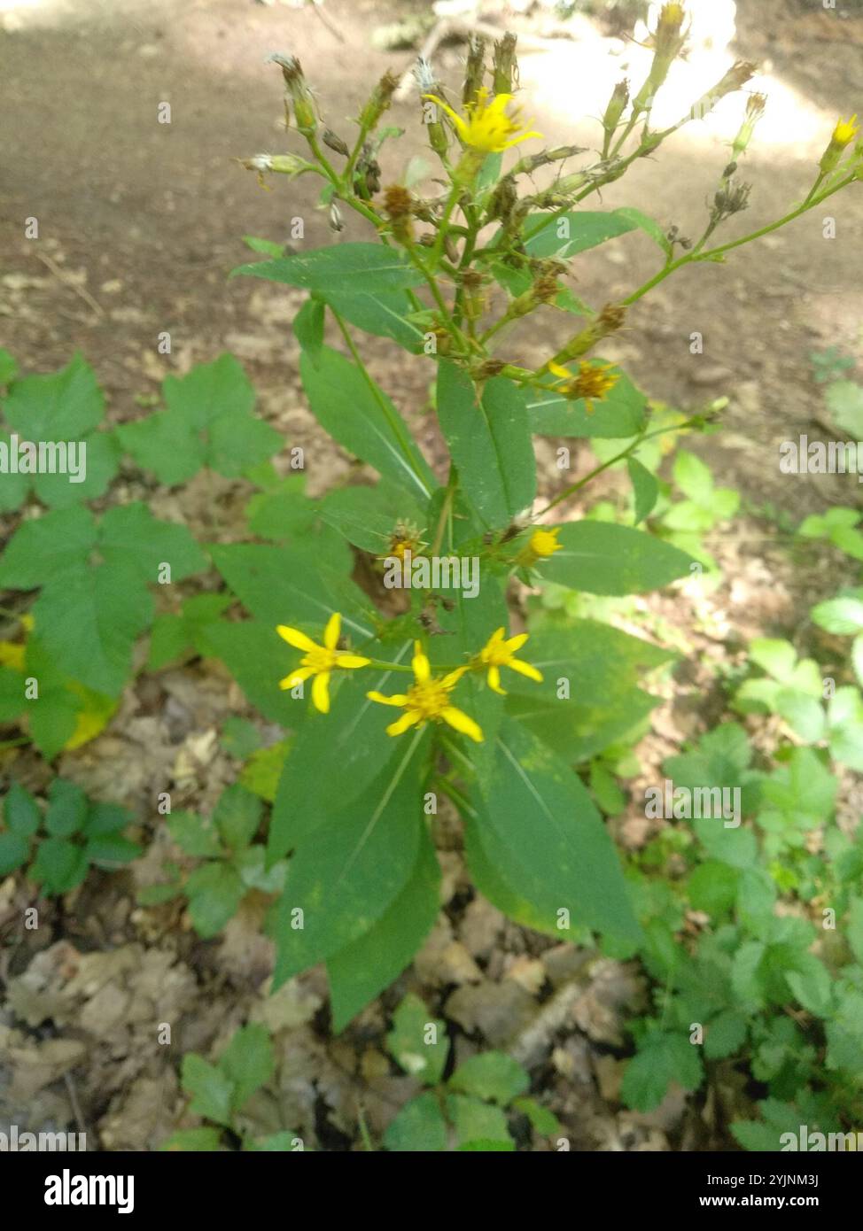 Alpine Ragwort Complex (Senecio nemorensis Stock Photo - Alamy