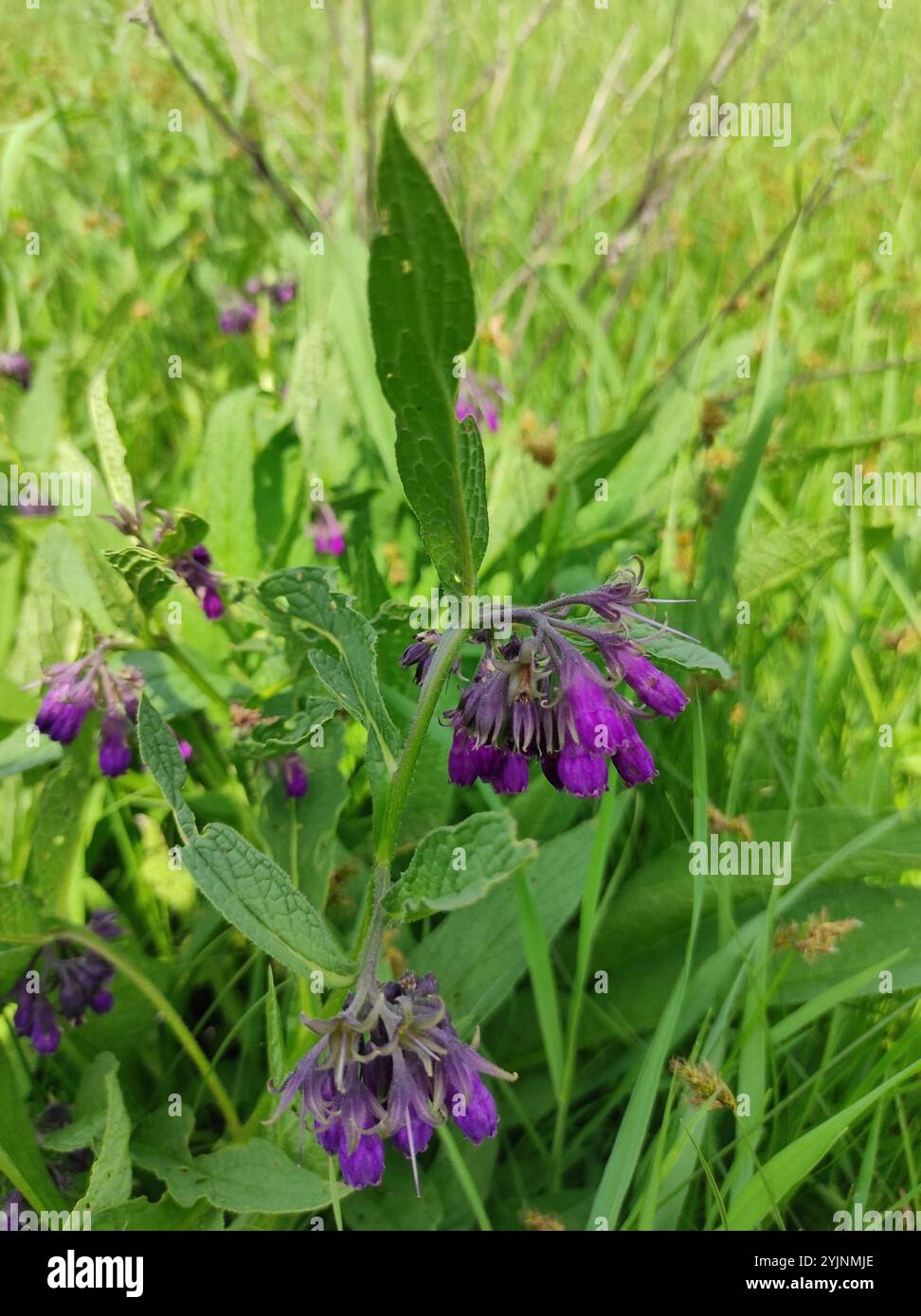 common comfrey (Symphytum officinale Stock Photo - Alamy
