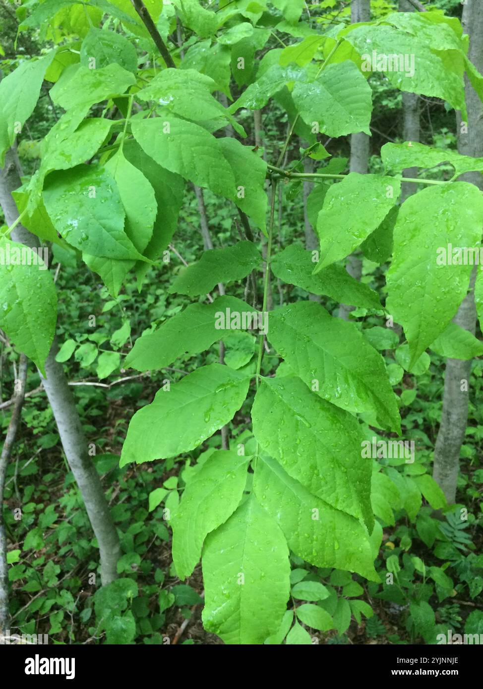 green ash (Fraxinus pennsylvanica Stock Photo - Alamy
