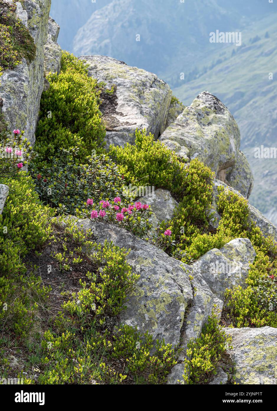 Rostblättrige Alpenrose, Rhododendron ferrugineum,, Rusty-leaved Alpine ...
