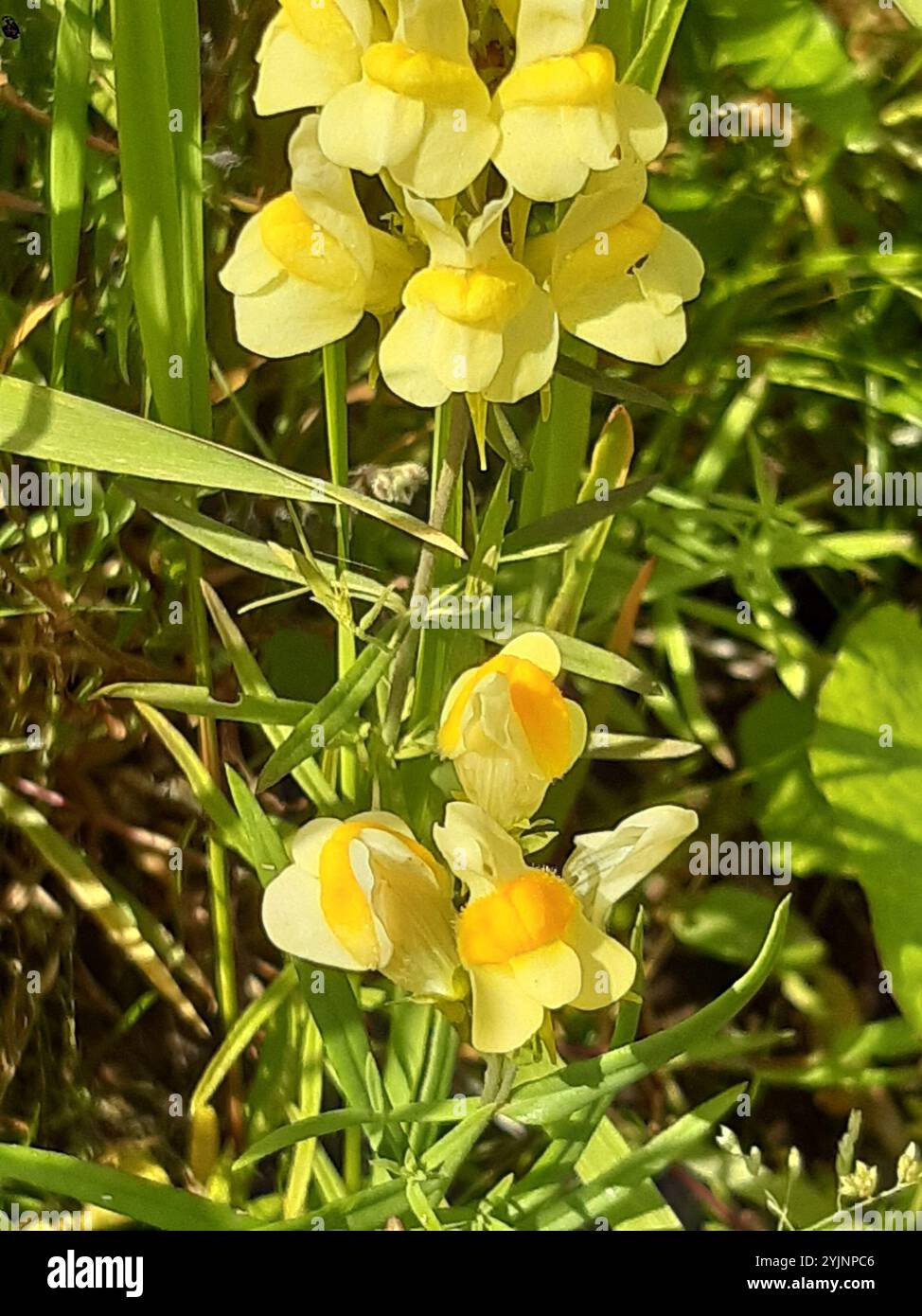 Toad Fls common toadflax (Linaria vulgaris Stock Photo - Alamy
