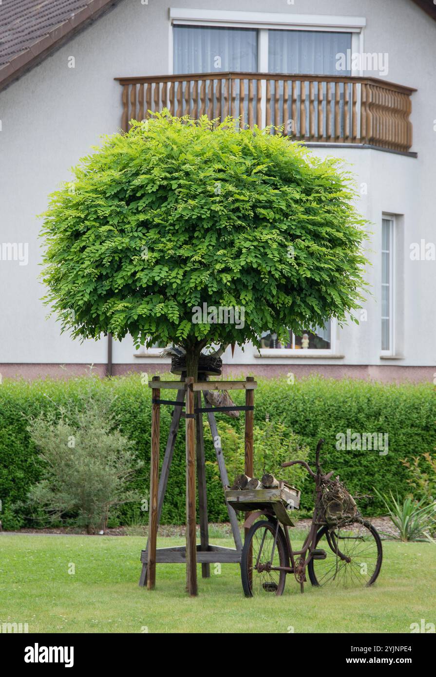 KugelRobinie, Robinia pseudoacacia Umbraculifera,, Ball locust Stock