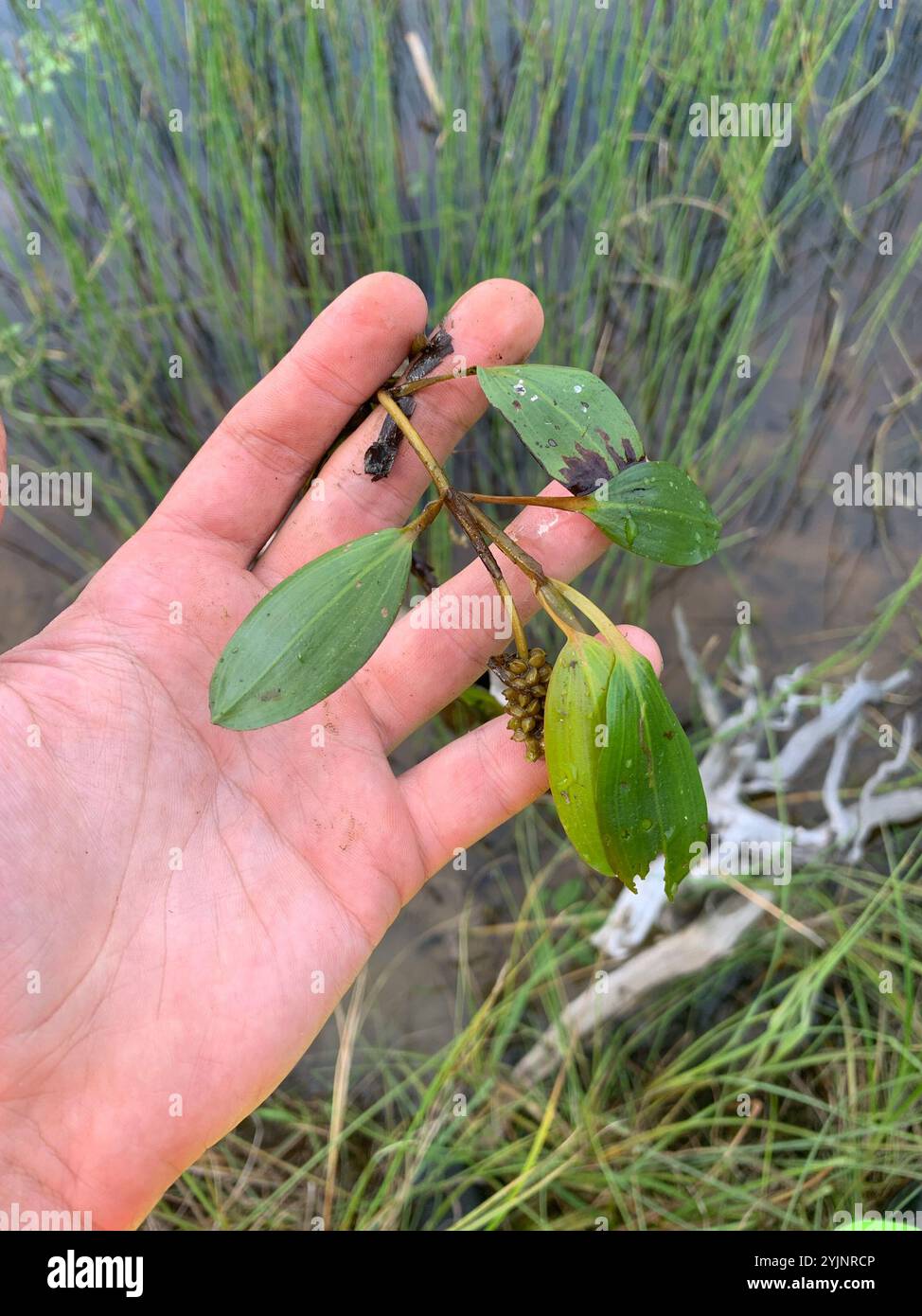 Oakes' Pondweed (Potamogeton oakesianus Stock Photo - Alamy