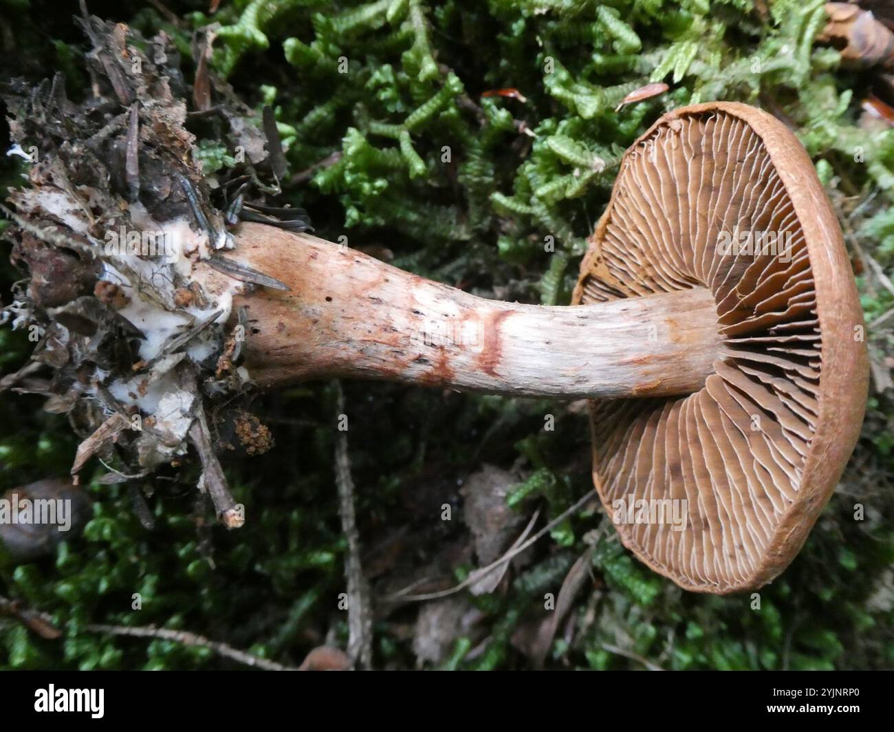Red Banded Webcap Red banded webcap hi-res stock photography and images - Alamy