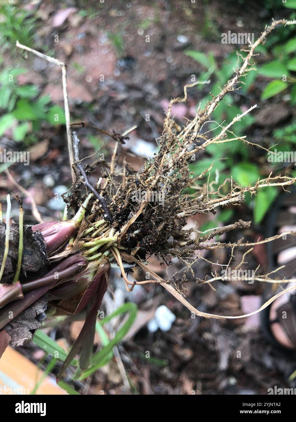 Southern Sandbur (Cenchrus echinatus Stock Photo - Alamy