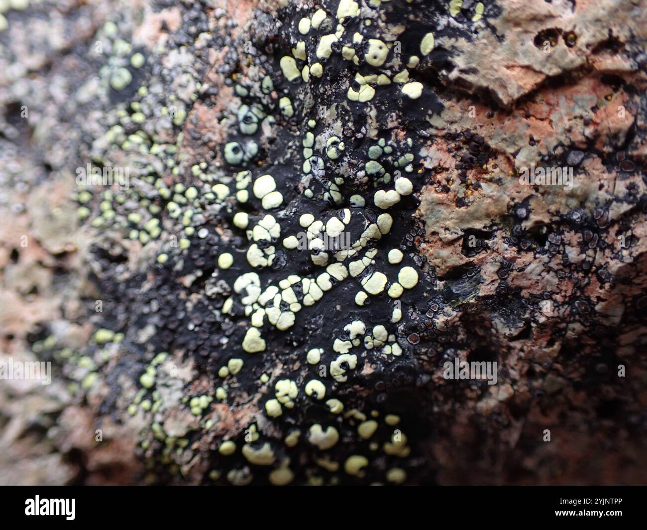lemon map lichen (Rhizocarpon macrosporum Stock Photo - Alamy