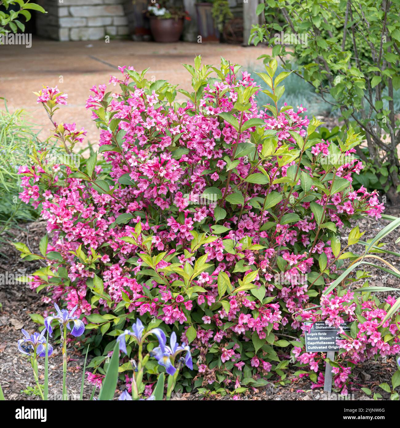 Weigelie, Weigela SONIC BLOOM PINK,, Weigela Stock Photo Alamy