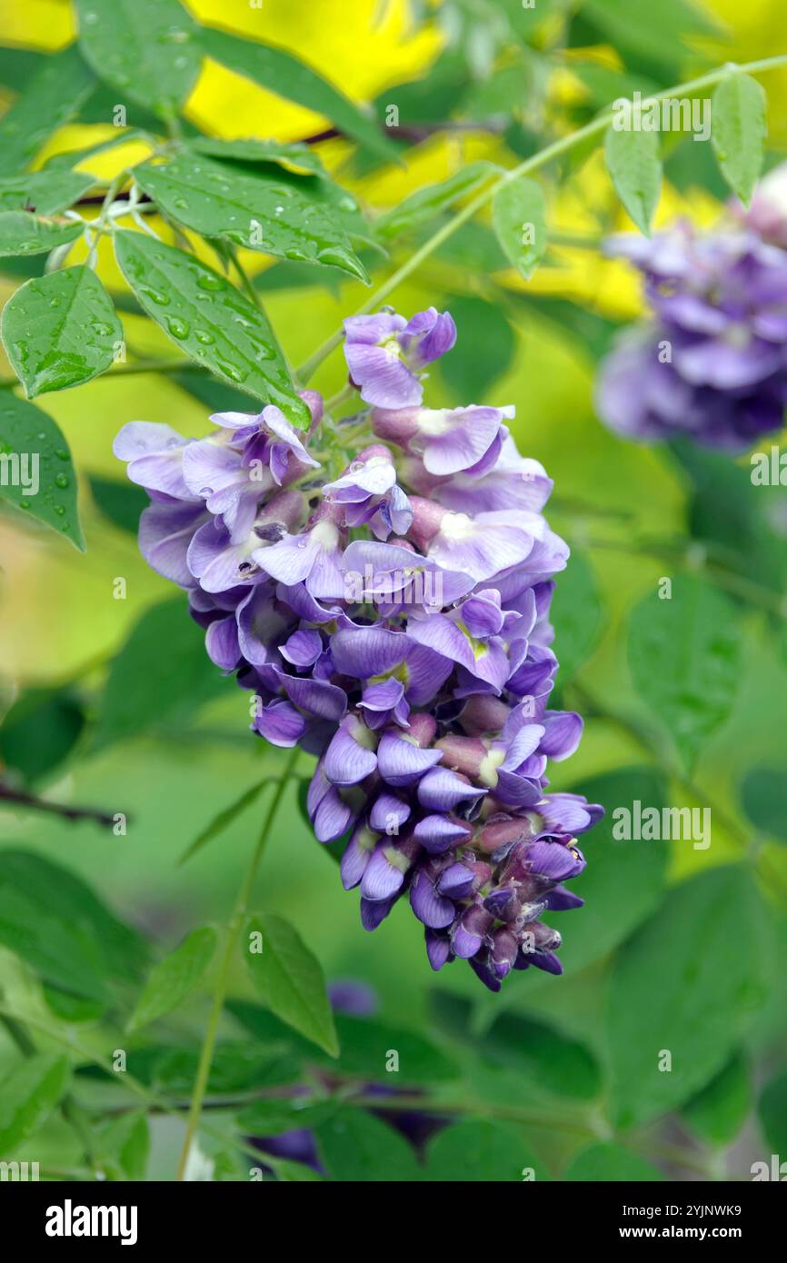 Amerikanischer Blauregen, Wisteria frutescens Amethyst Falls, American  wisteria, Wisteria frutescens Amethyst Falls Stock Photo - Alamy