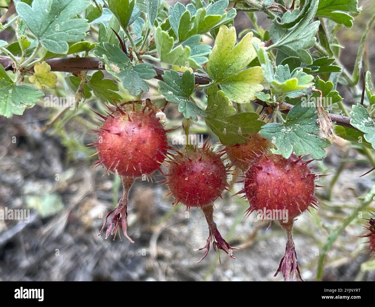 Ribes roezlii hi-res stock photography and images - Alamy