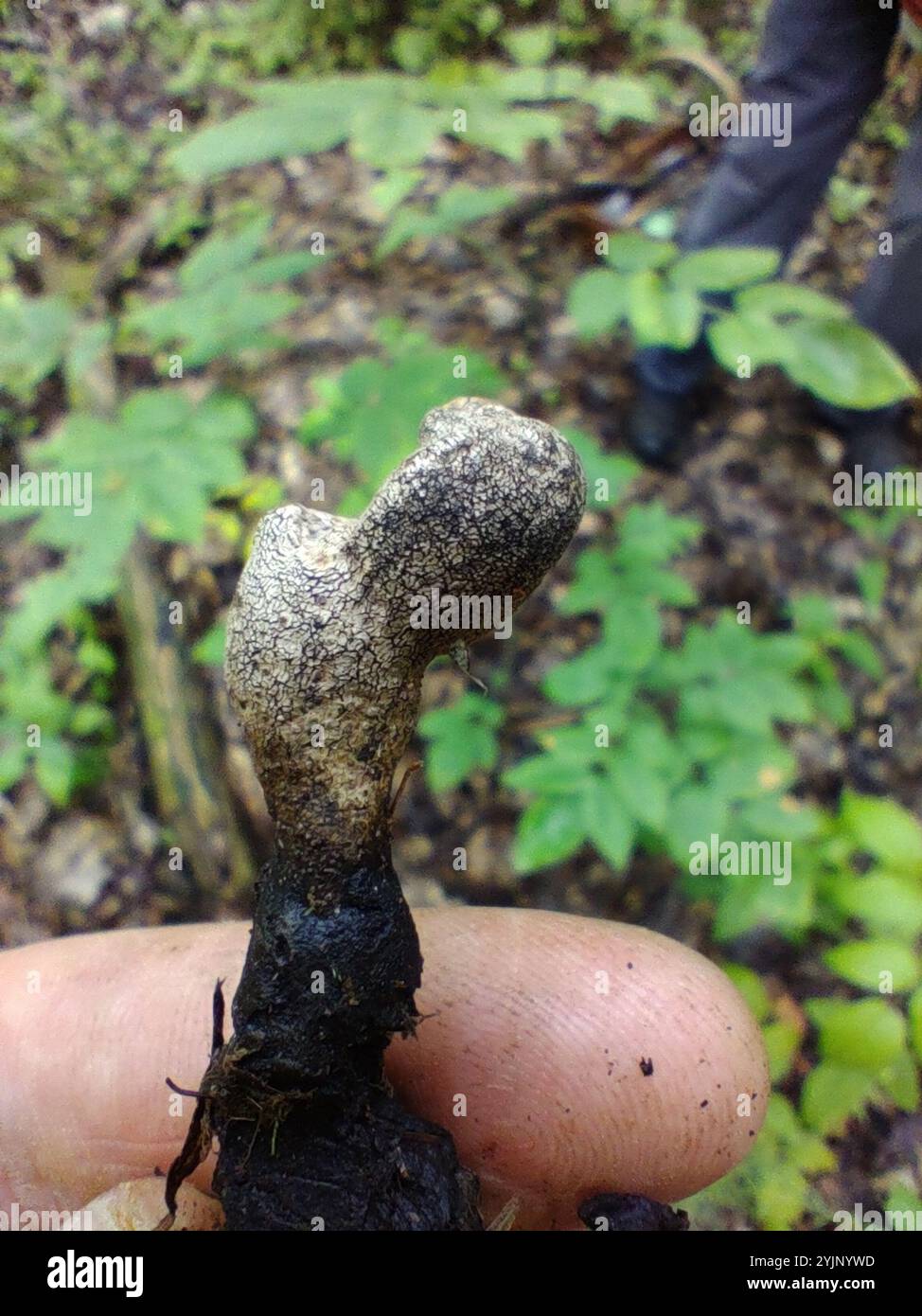 Dead molls fingers hi-res stock photography and images - Alamy