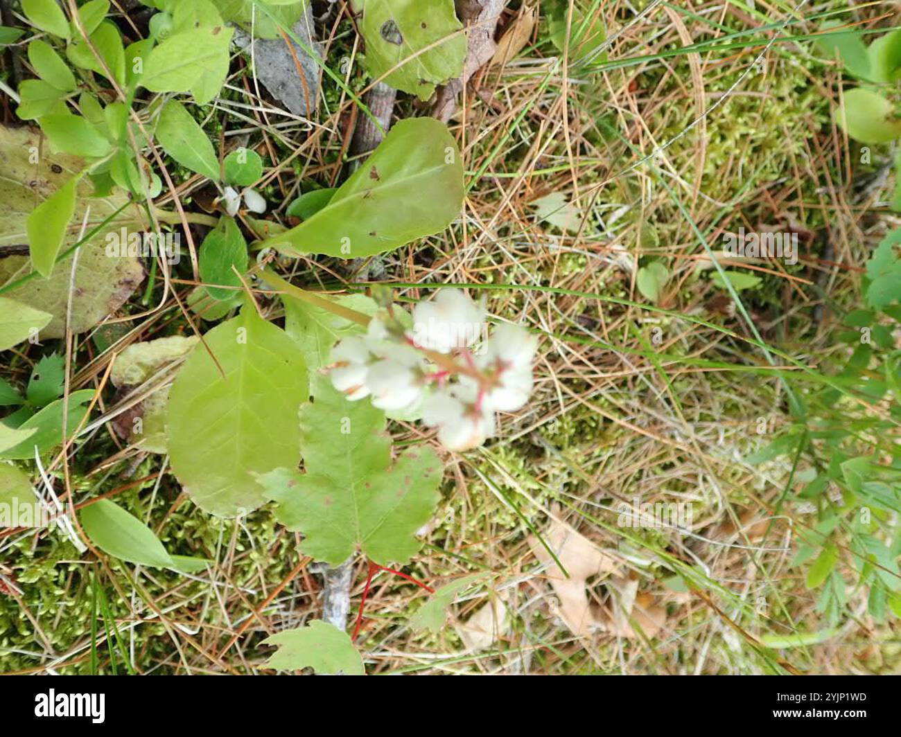 shinleaf (Pyrola elliptica Stock Photo - Alamy