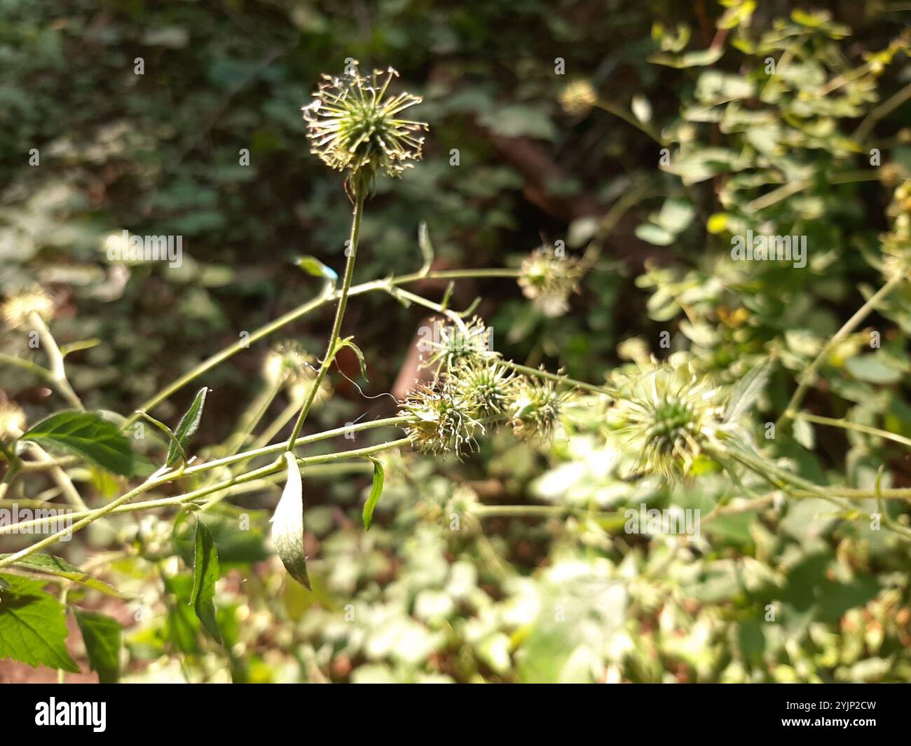 Sow Wild Natives-White Avens (Geum canadense