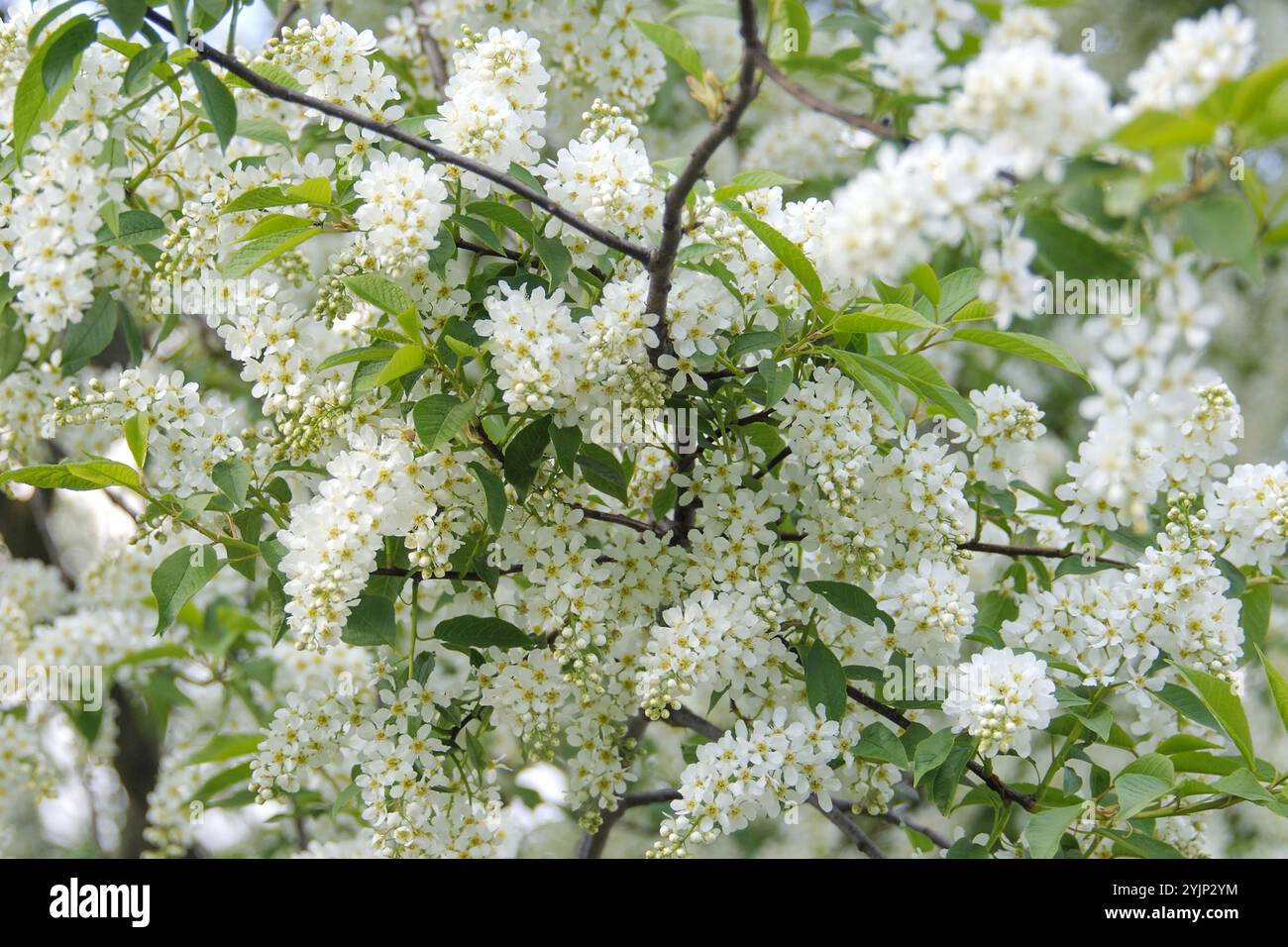 Traubenkirsche, Prunus padus,, bird cherry Stock Photo