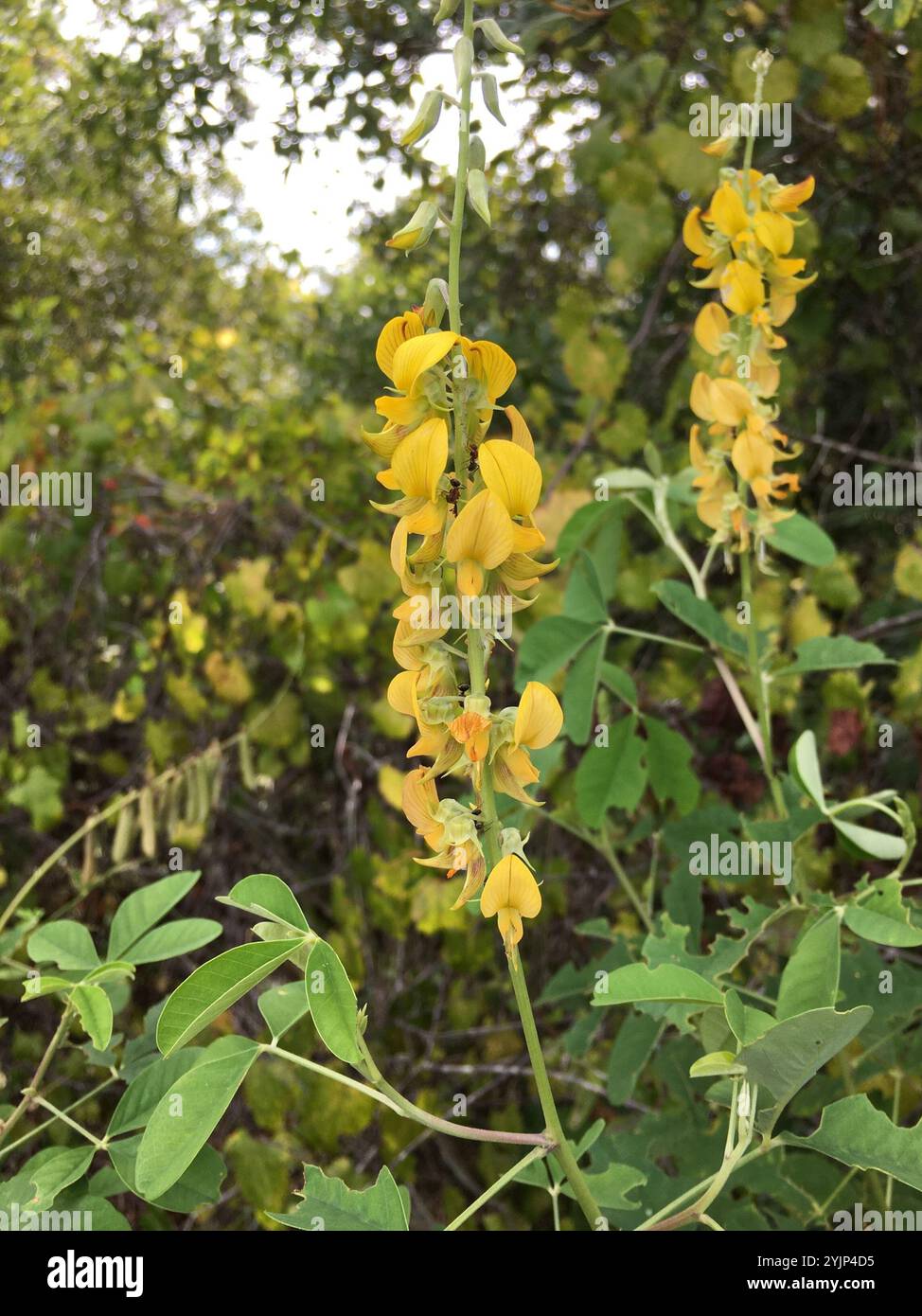 Crotalaria pallida hi-res stock photography and images - Alamy
