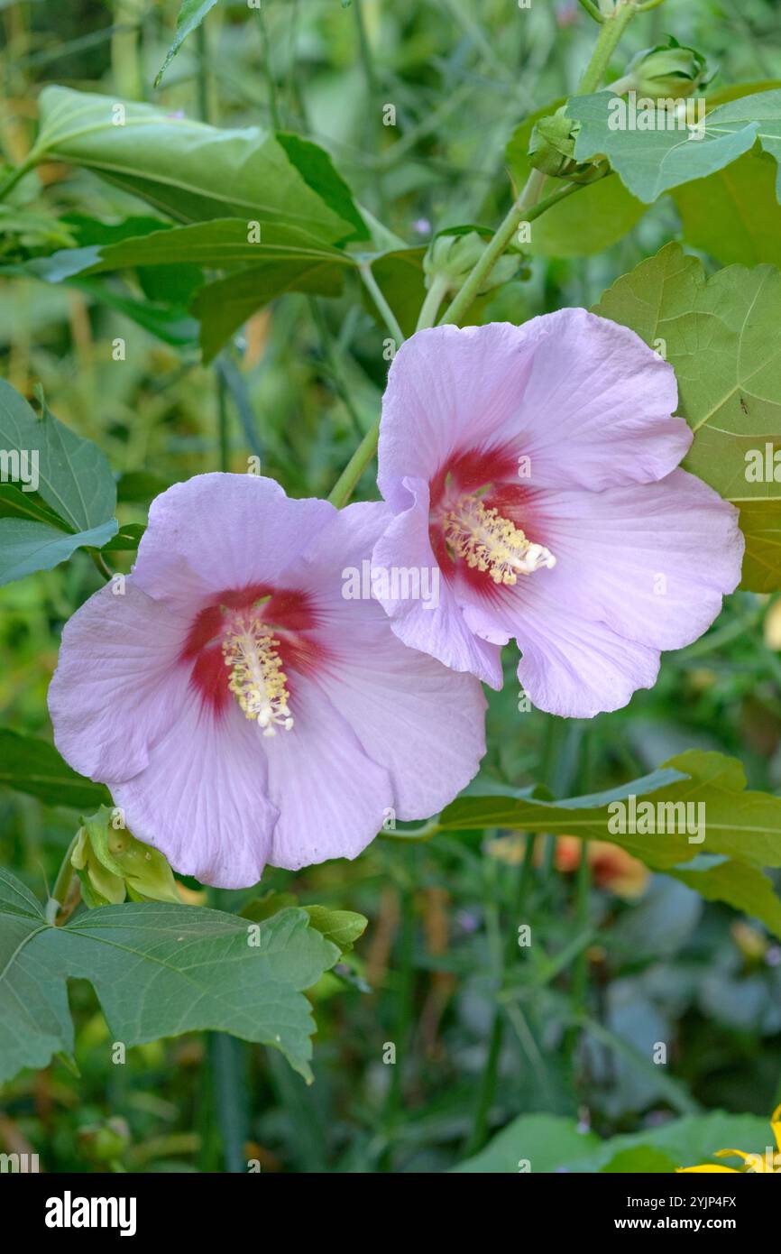 BaumEibisch, Hibiscus Resi,, Tree mallow Stock Photo Alamy