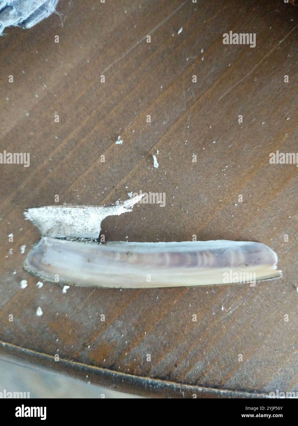 Atlantic Jackknife (Ensis leei Stock Photo - Alamy