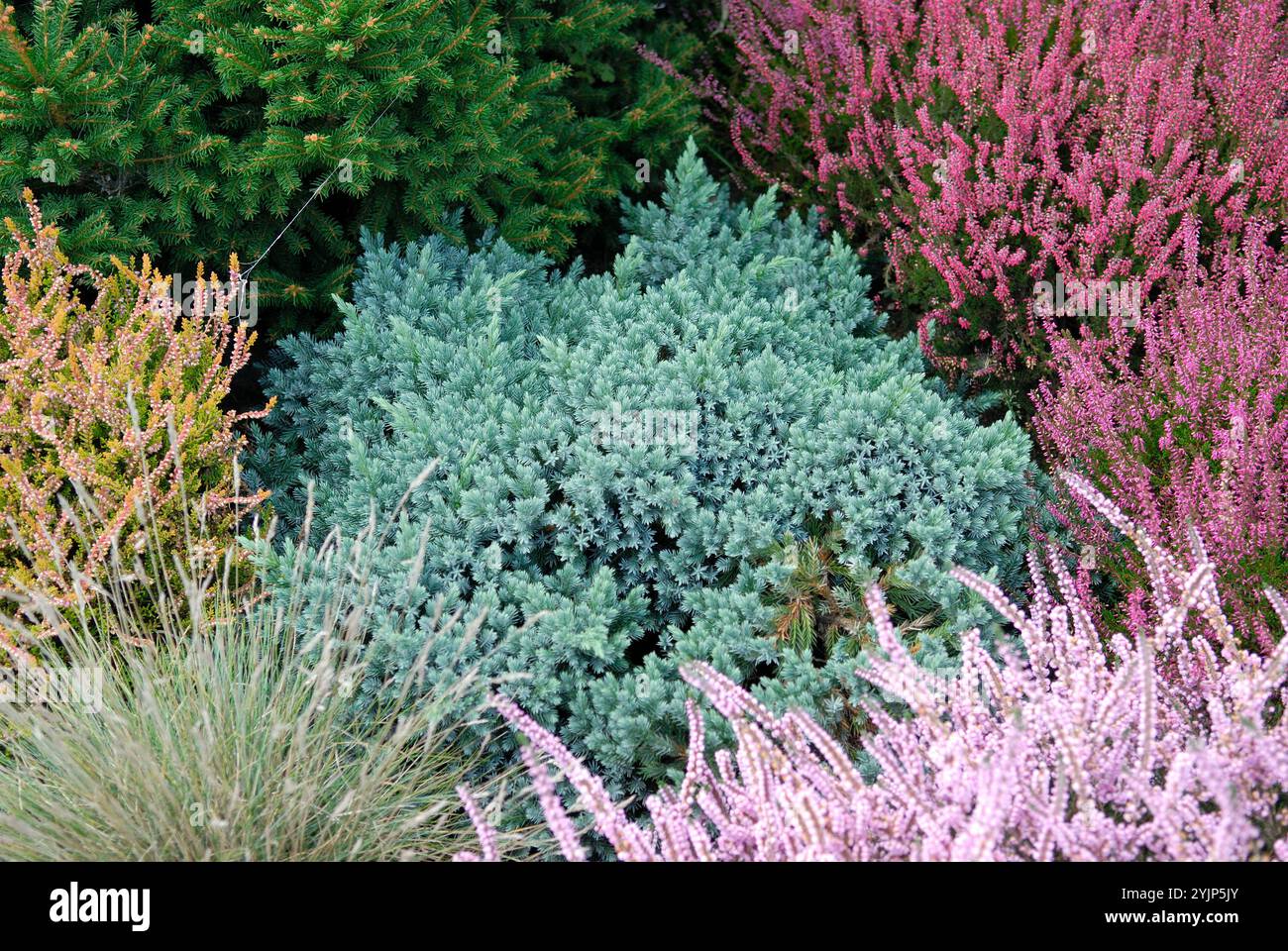 Juniperus squamata Blue Star, Juniperus squamata Blue Star Stock Photo