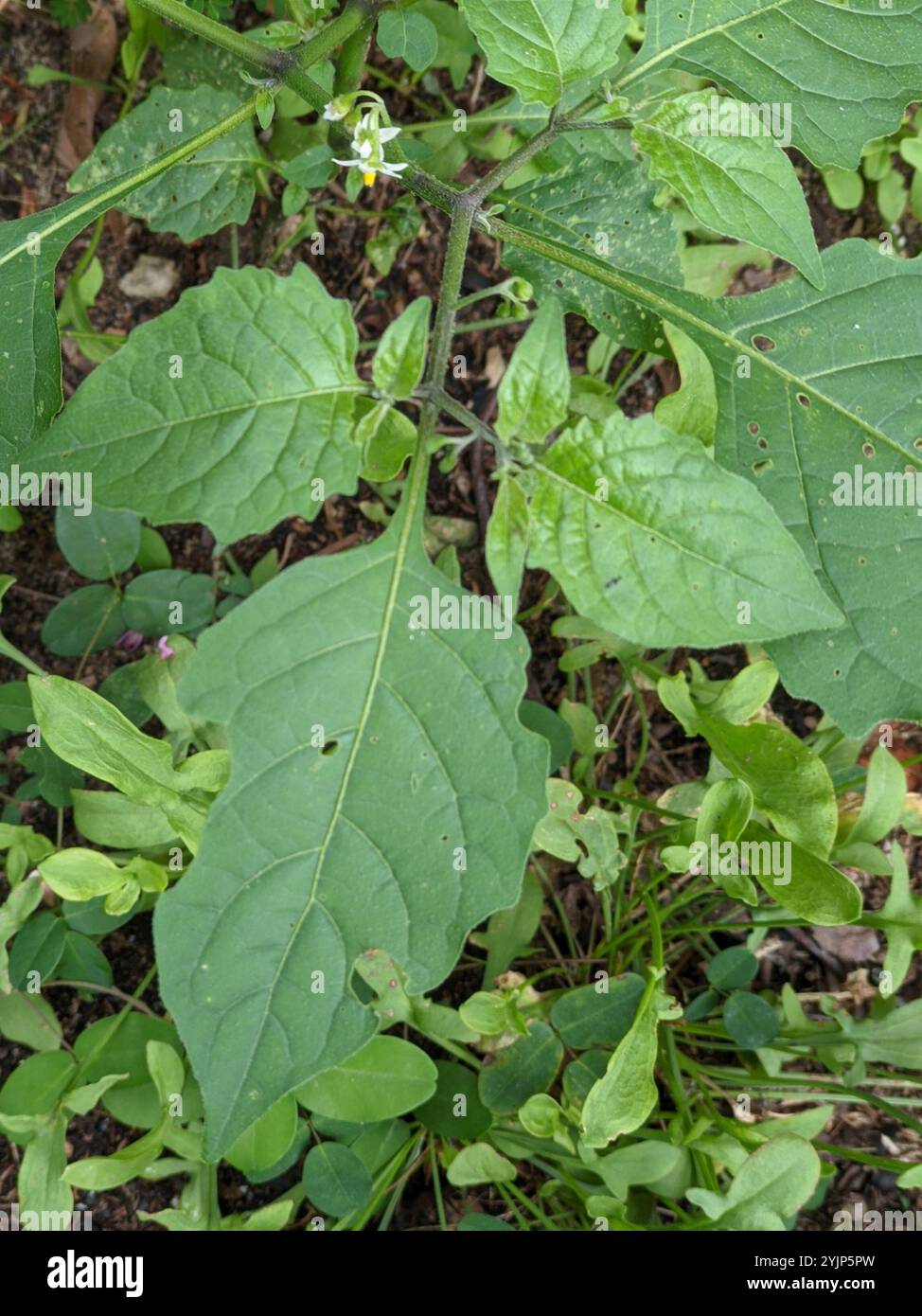 Black Nightshade Complex (Solanum nigrum Stock Photo - Alamy