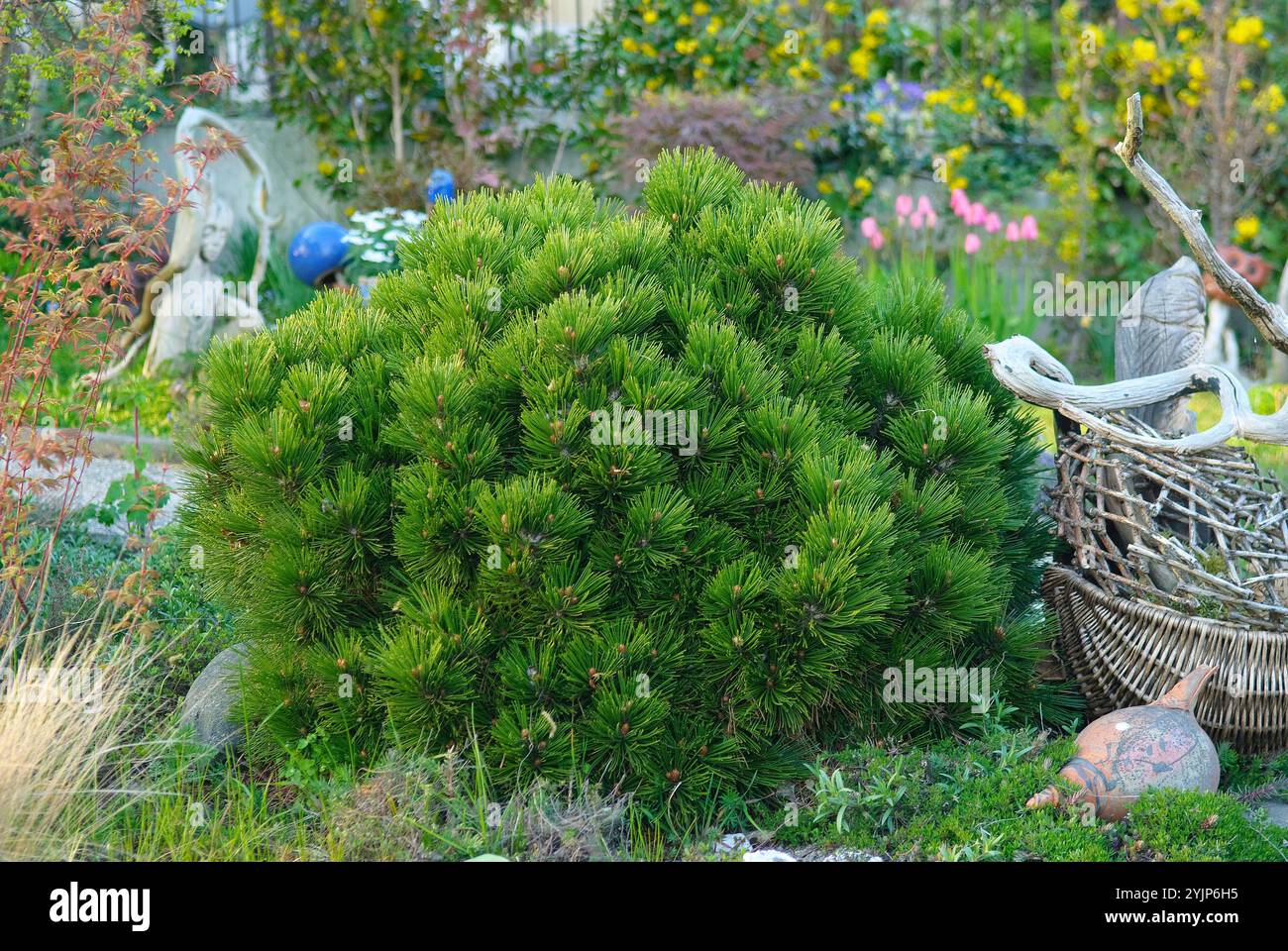 Zwerg-Schlangenhautkiefer, Pinus heldreichii Smidtii, Dwarf snake skin ...