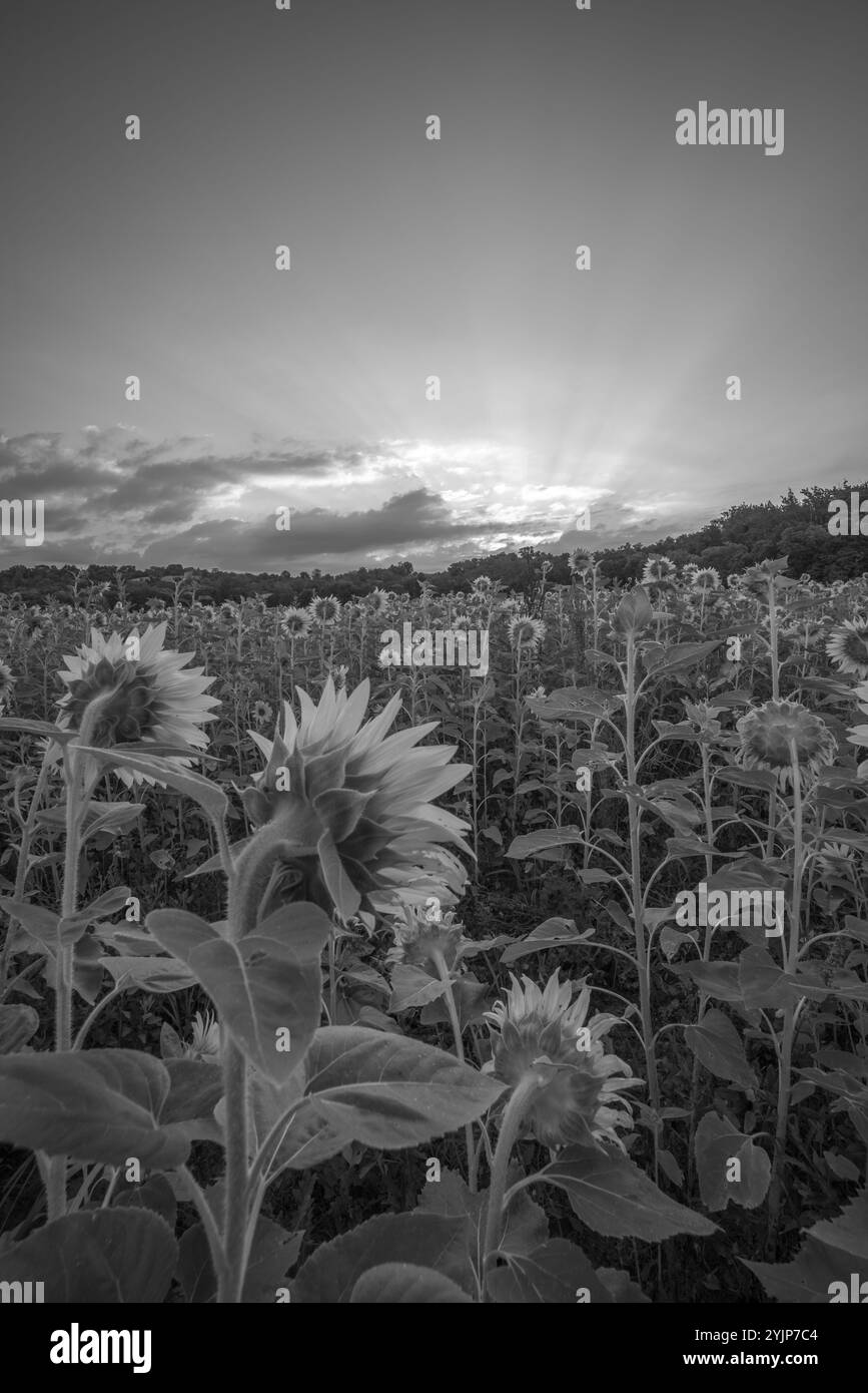 black and white sunflower field Stock Photo - Alamy