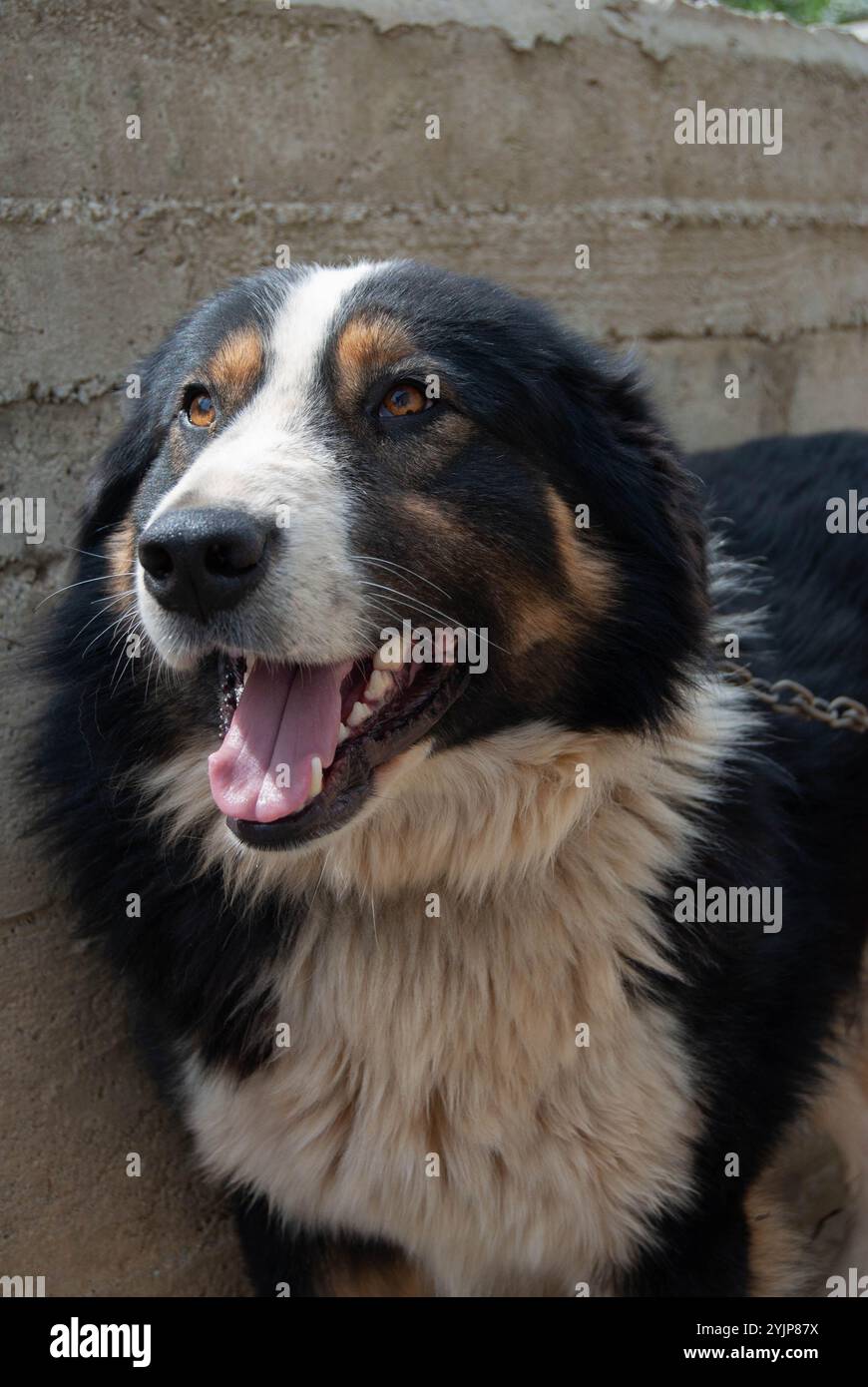 A smiling white, black, and brown shepherd dog in a natural setting, full of life and charm. Stock Photo