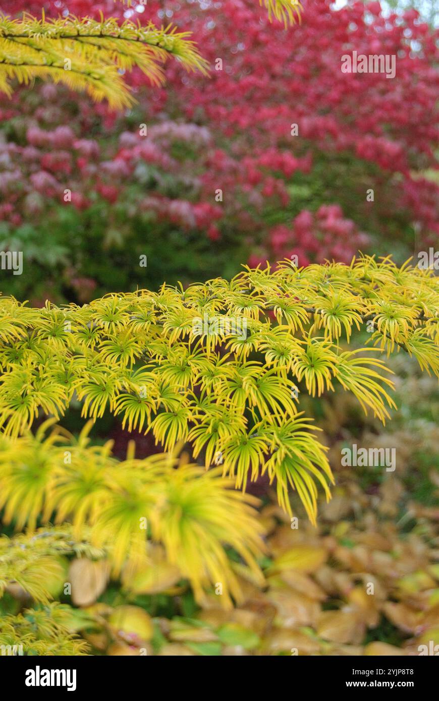 Goldlaerche, Pseudolarix amabilis, Gold Larch, Pseudolarix amabilis, Golden Larch Stock Photo