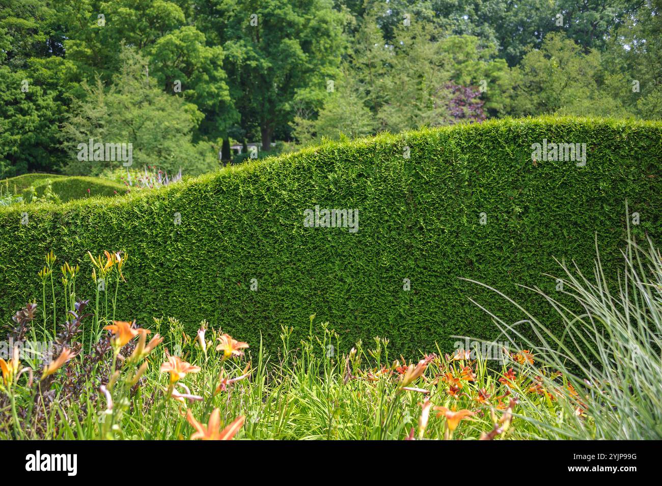 Abendlaendischer Lebensbaum, Thuja occidentalis Brabant, Thuja occidentalis,  Thuja occidentalis Brabant Stock Photo - Alamy