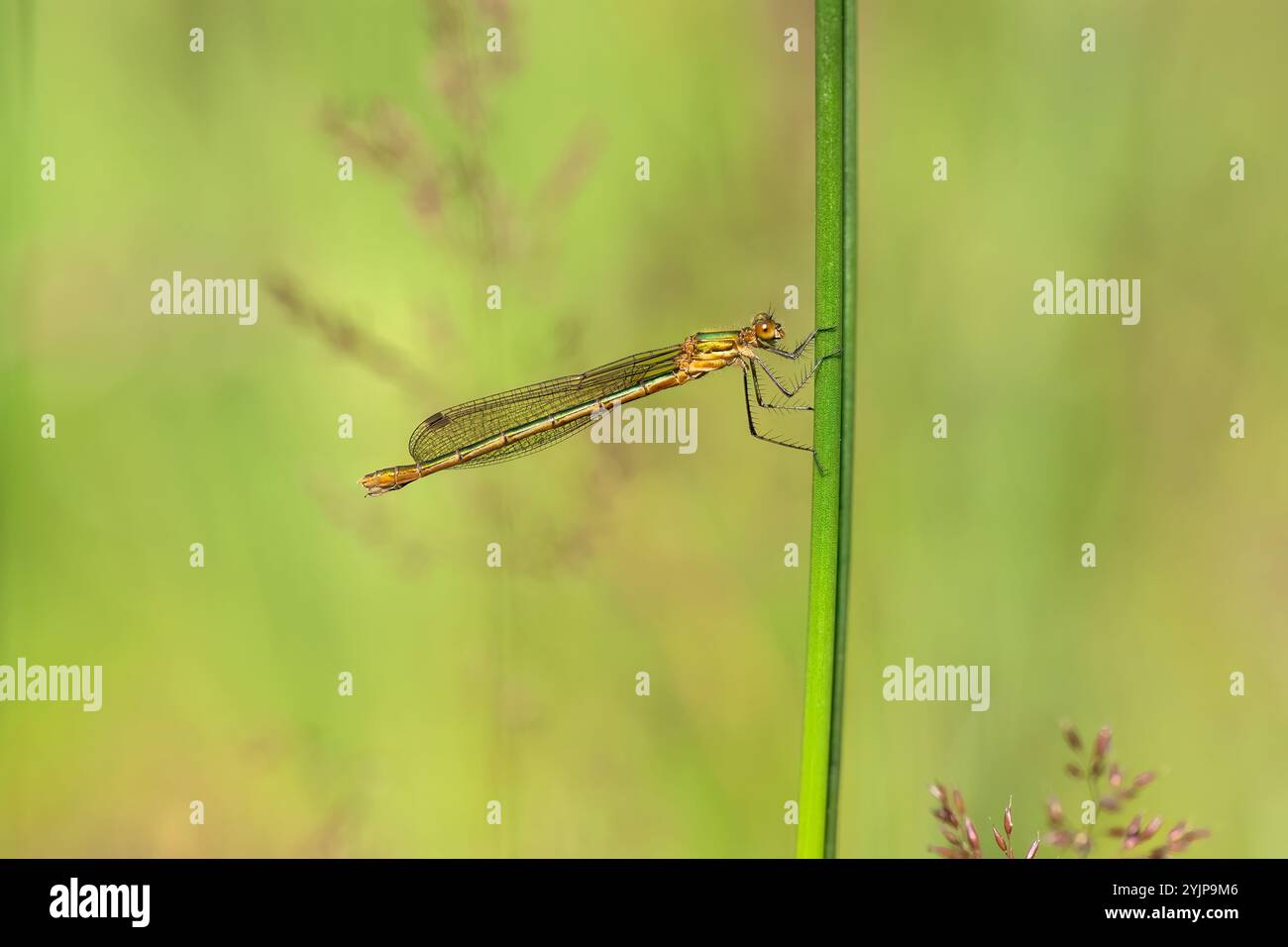 Emerald damselfly on a grass stem Stock Photo - Alamy