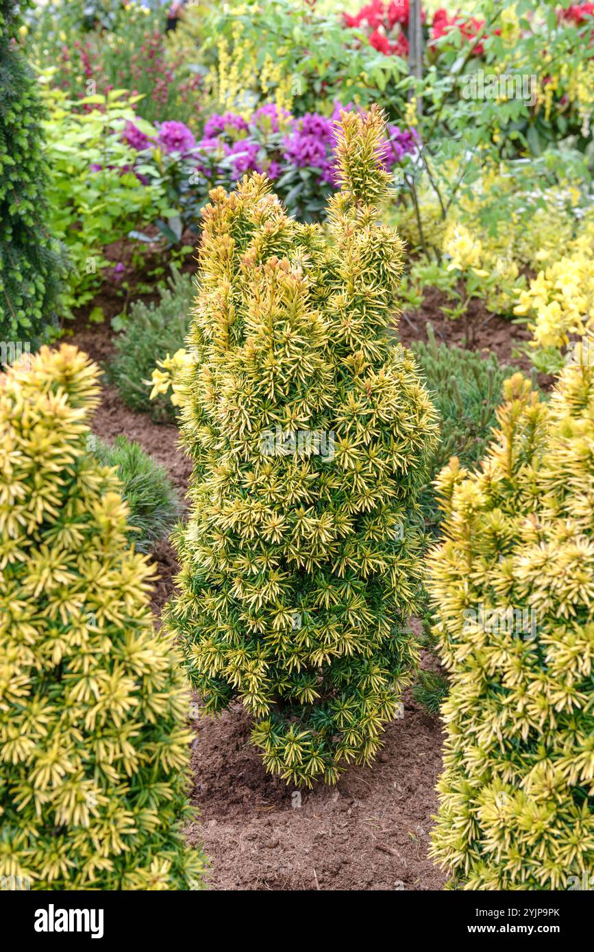 schädlinge thuja smaragd Thuja 'Smaragd' – planta de seto de hoja perenne, 6 plantas por metro,  maceta de 17 cm, 60 cm de altura main image 1