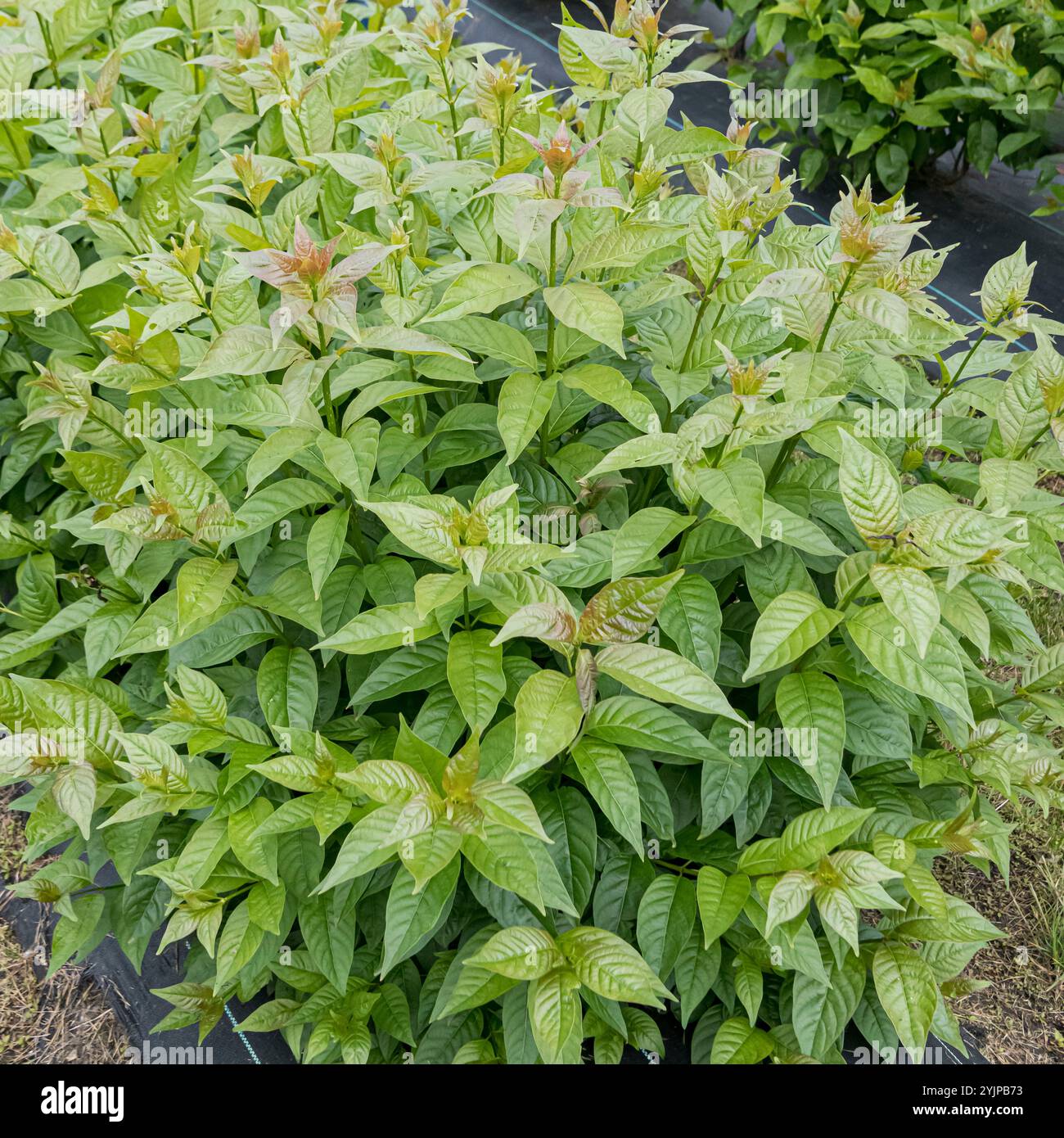 Knopfbusch, Cephalanthus occidentalis SHUGAR SHACK, Button bush ...