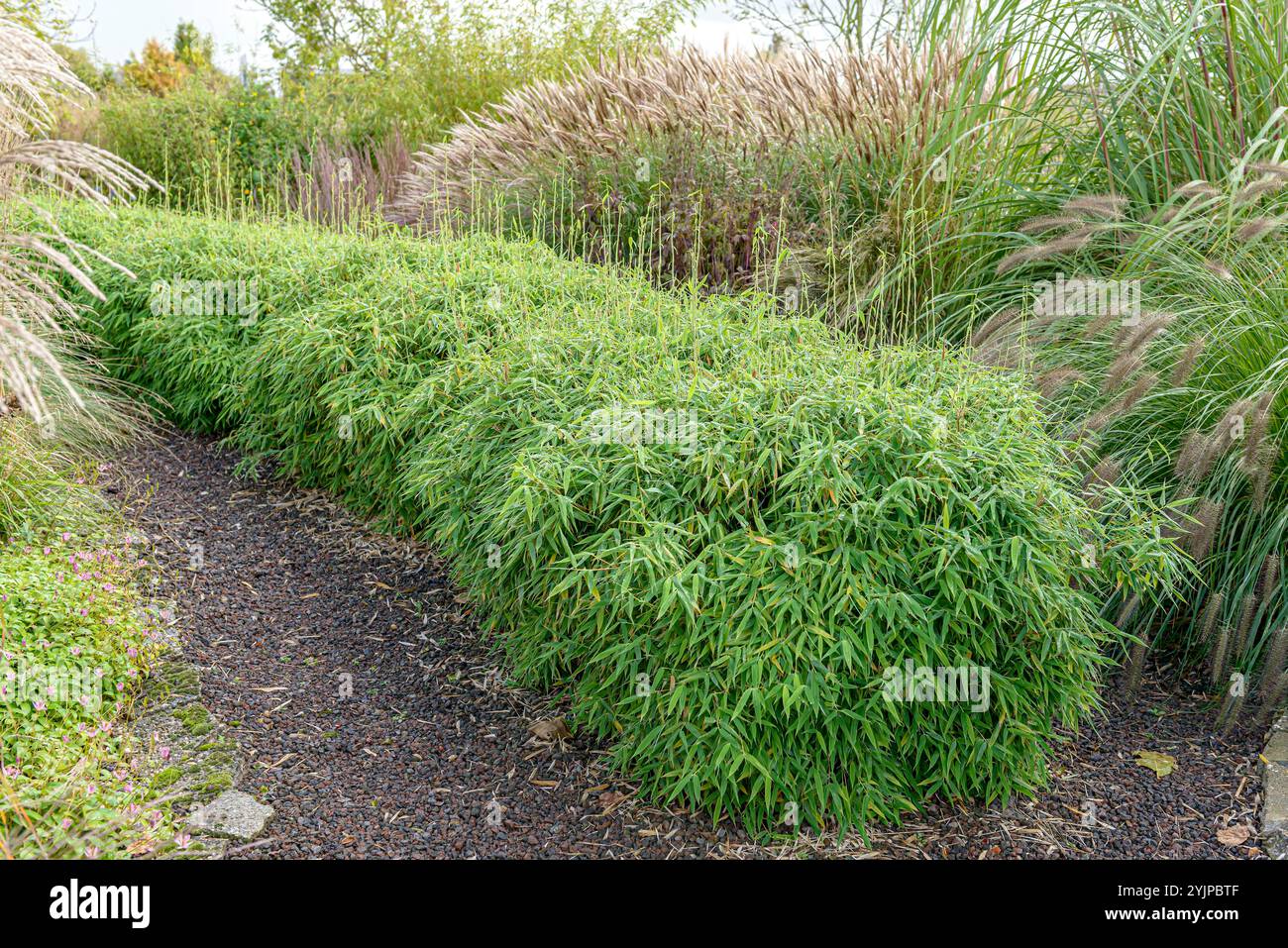 Fargesia murieliae simba hi-res stock photography and images - Alamy