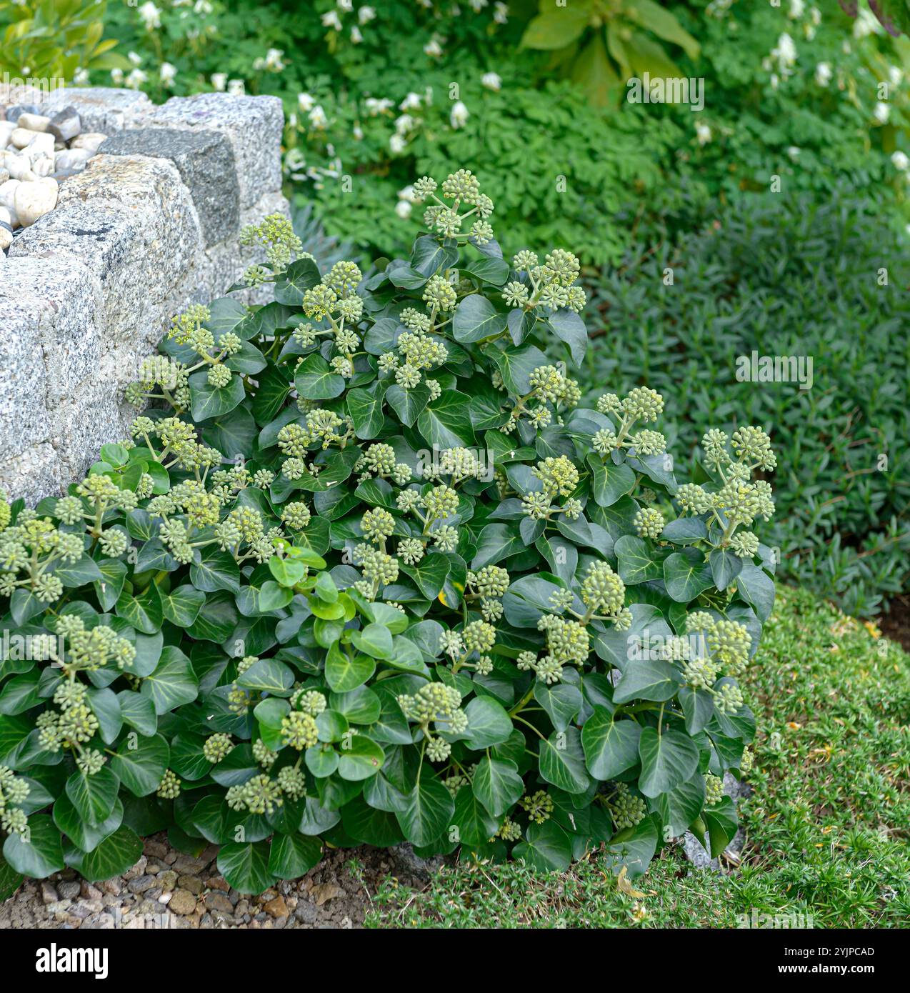 Strauch-Efeu, Hedera helix Arbori Compact, Bush-ivy, Hedera helix Arbori  Compact Stock Photo - Alamy