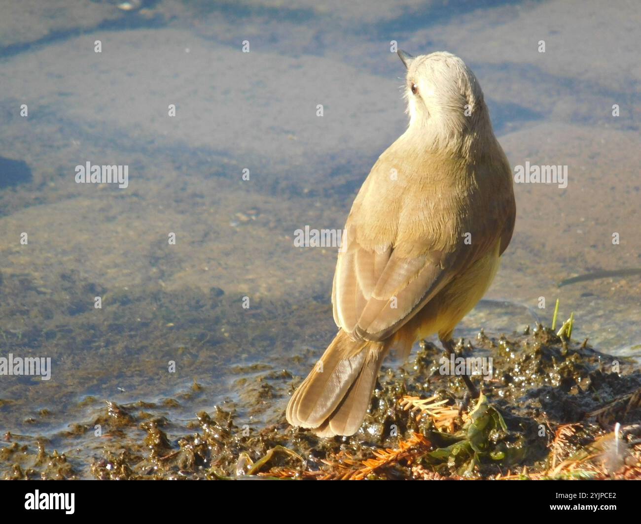 Cattle Tyrant (Machetornis rixosa Stock Photo - Alamy