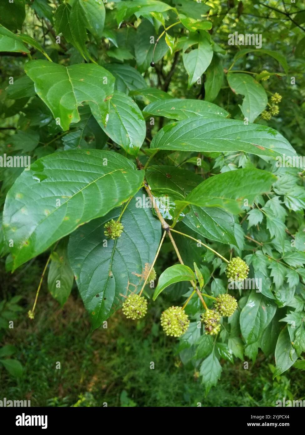 buttonbush (Cephalanthus occidentalis Stock Photo - Alamy
