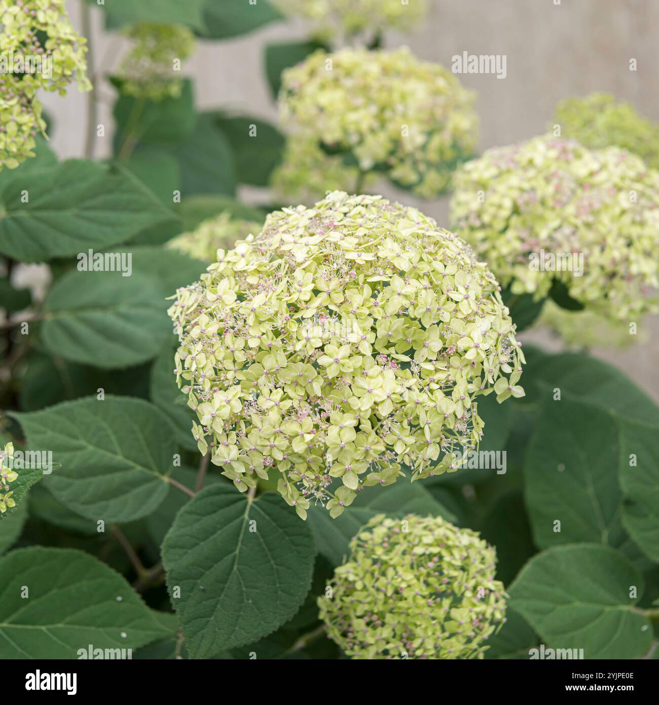 WaldHortensie, Hydrangea arborescens LIME RICKEY, Hydrangea