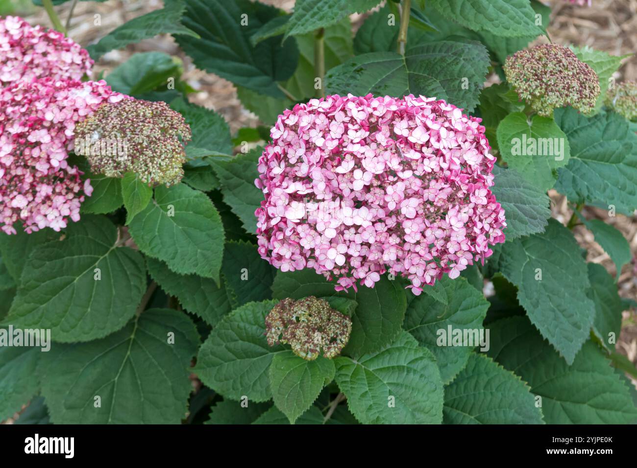 WaldHortensie, Hydrangea arborescens INCREDIBALL BLUSH, Hydrangea