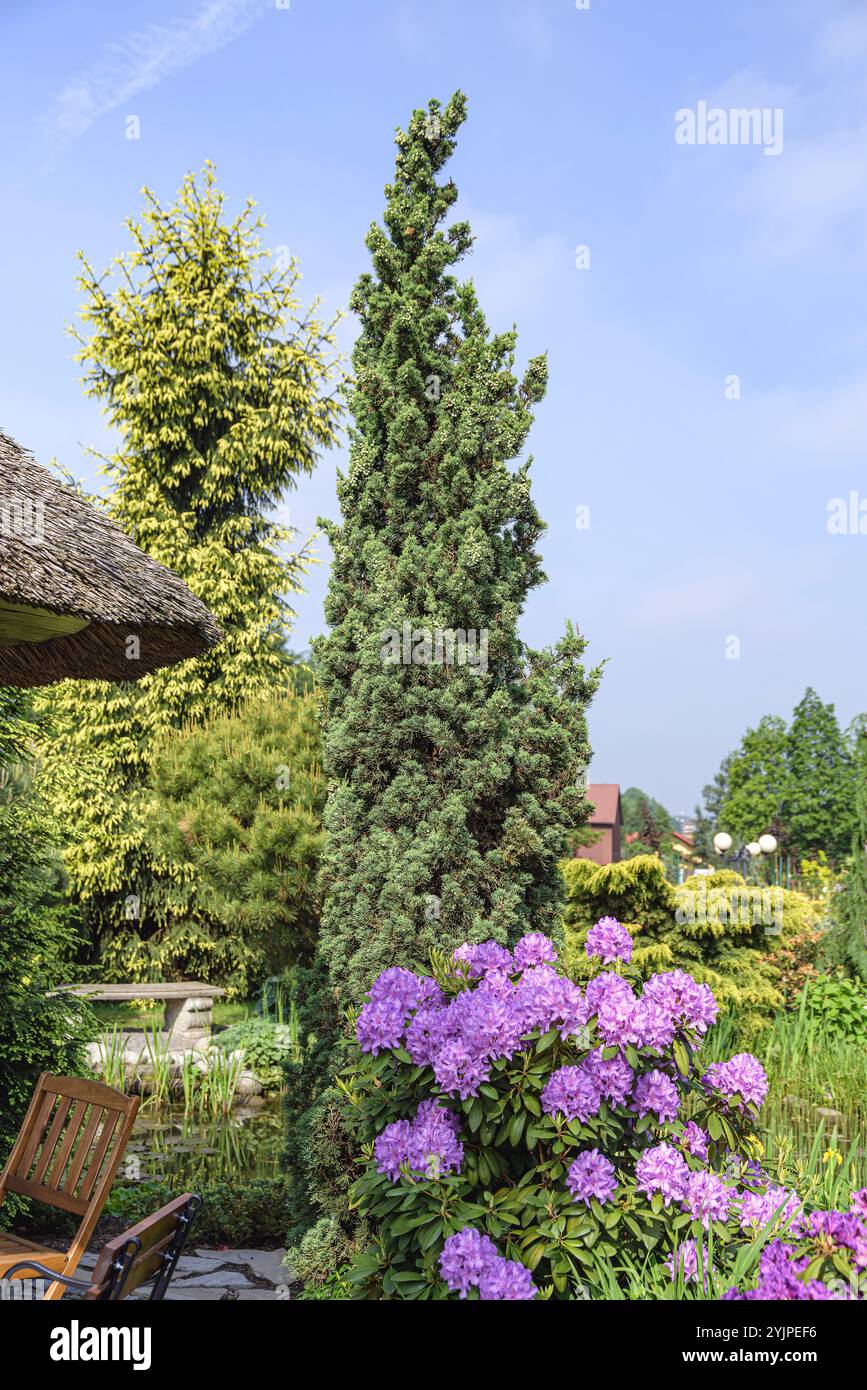Chinesischer Wacholder, Juniperus chinensis Robust Green, Chinese juniper, Juniperus chinensis Robust Green Stock Photo