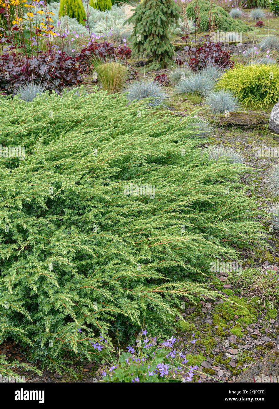 Sachalin-Kriech-Wacholder, Juniperus rigida Schlager, Sachalin-creeping ...