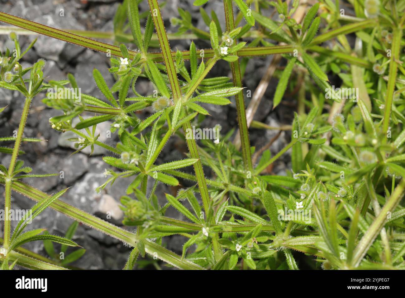 catchweed bedstraw (Galium aparine Stock Photo - Alamy