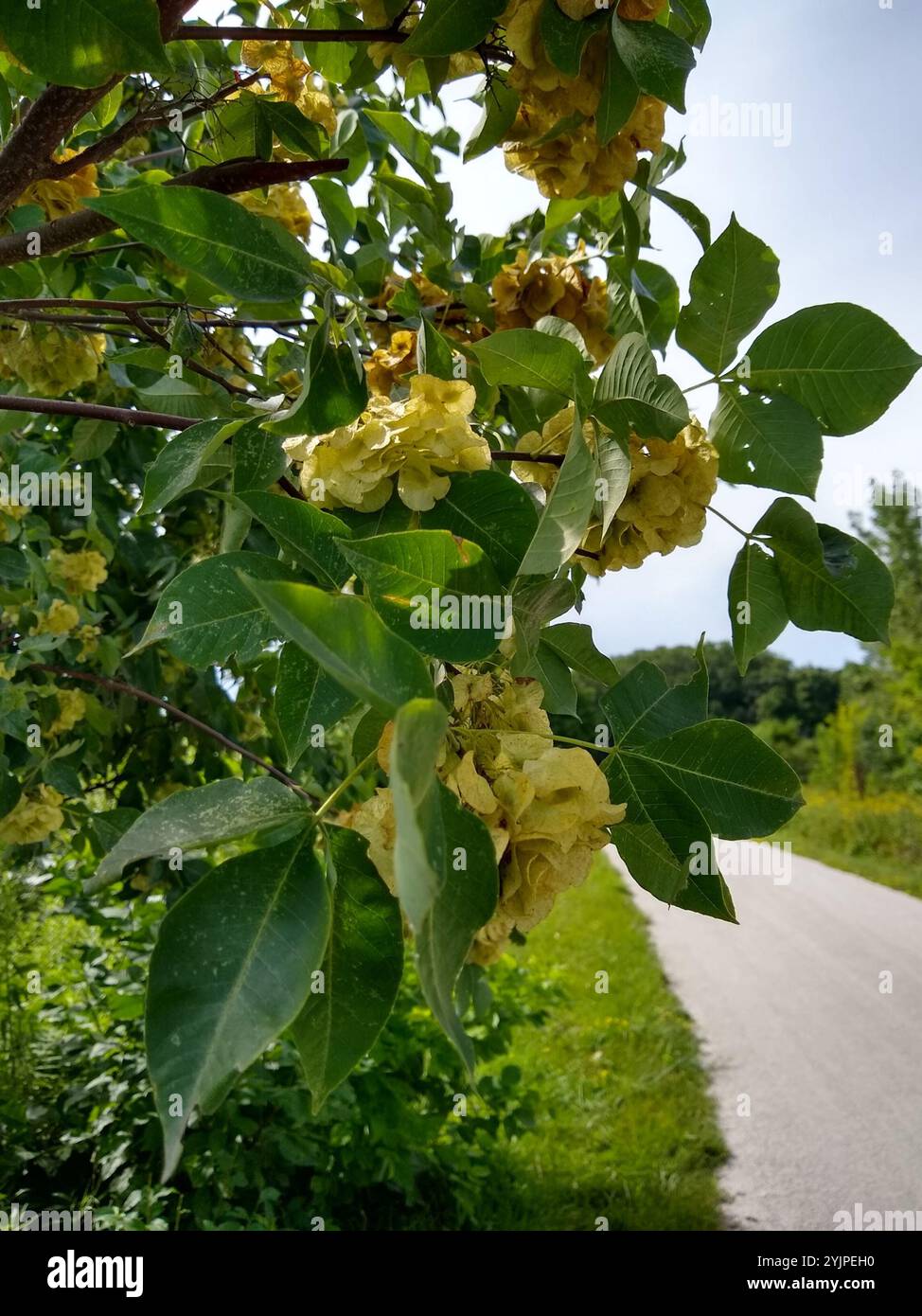 common hoptree (Ptelea trifoliata Stock Photo - Alamy
