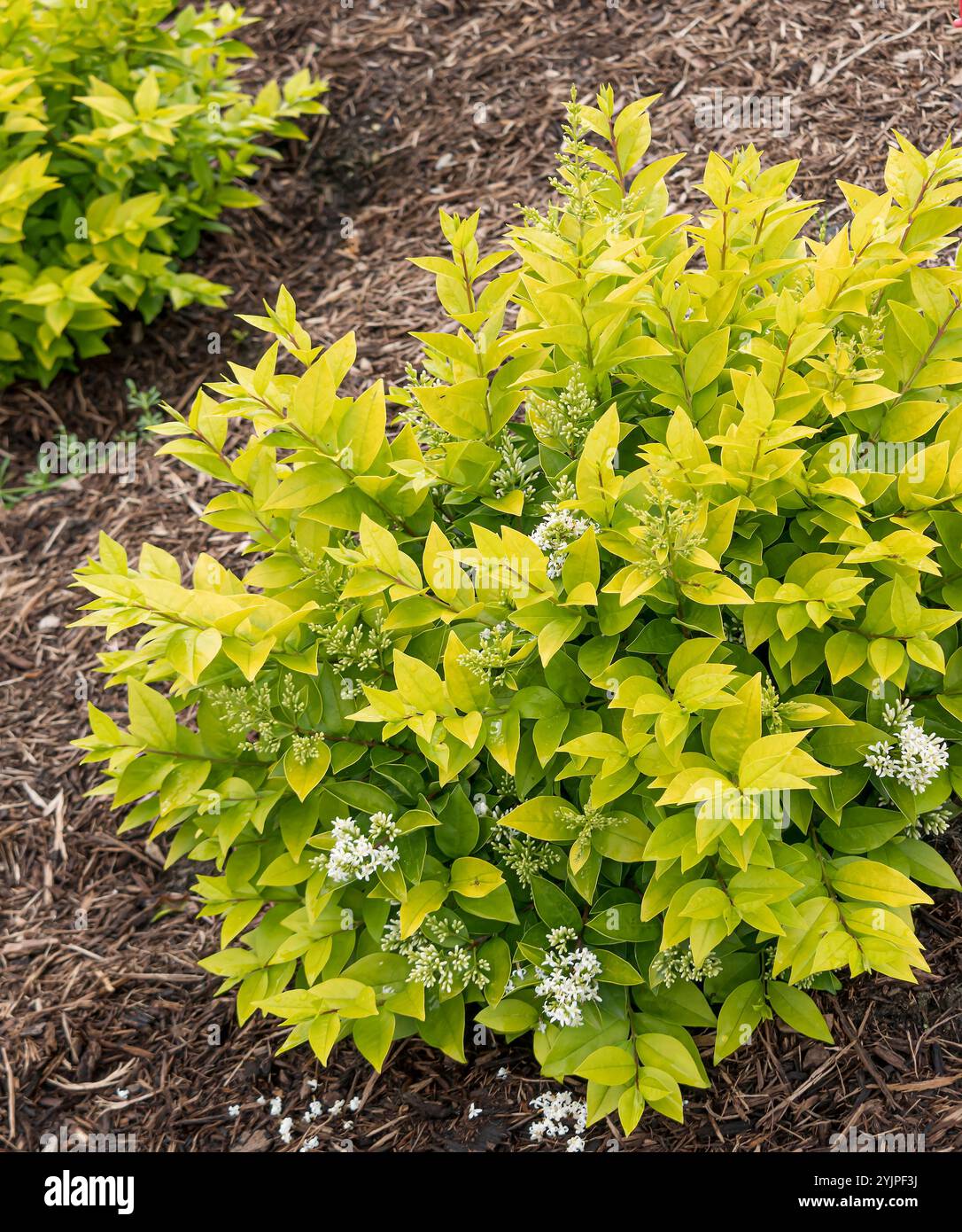 Golden Ticket Privet Ligustrum