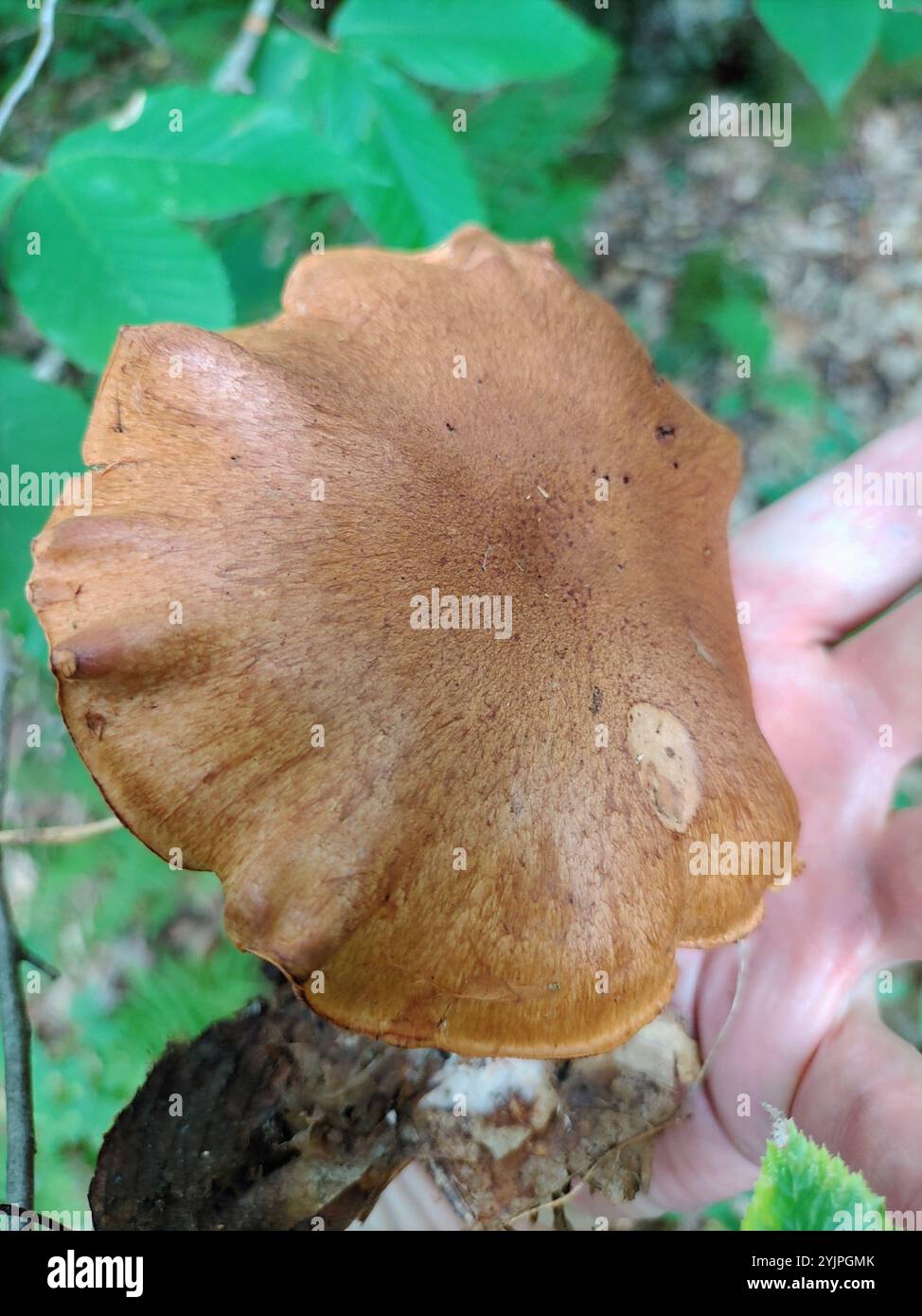 Red Banded Webcap Red banded webcap hi-res stock photography and images - Alamy