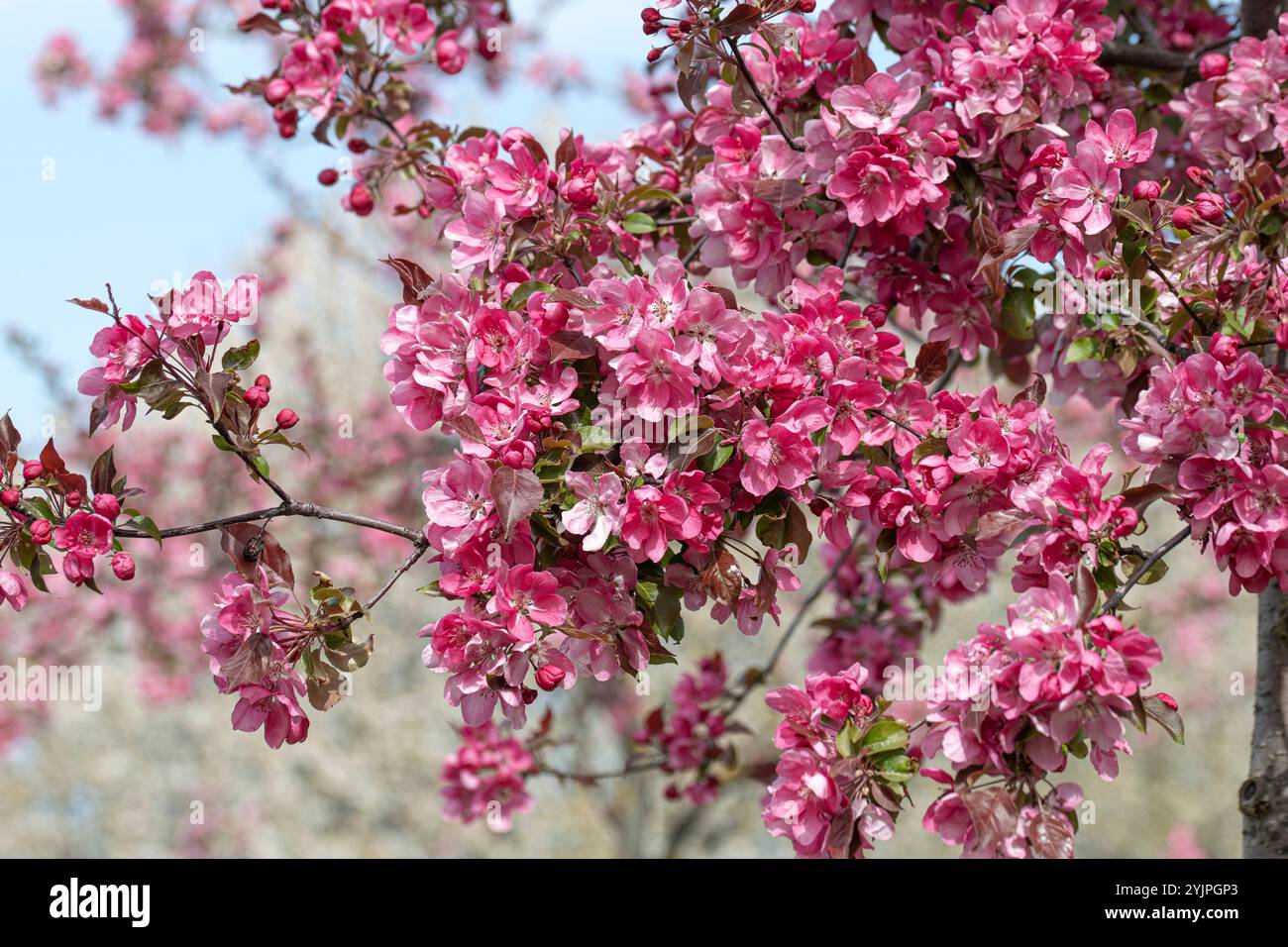 Zier-Apfel, Malus Rudolph, Ornamental apple, Malus Rudolph Stock Photo ...