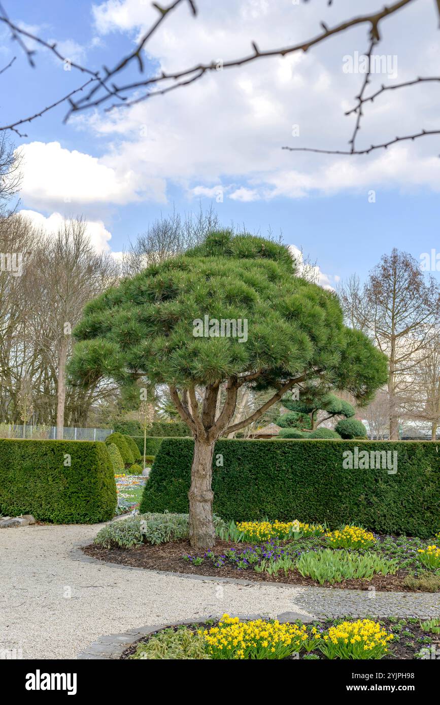 Schwarz-Kiefer, Pinus nigra Select, Black pine, Pinus nigra Select Stock Photo