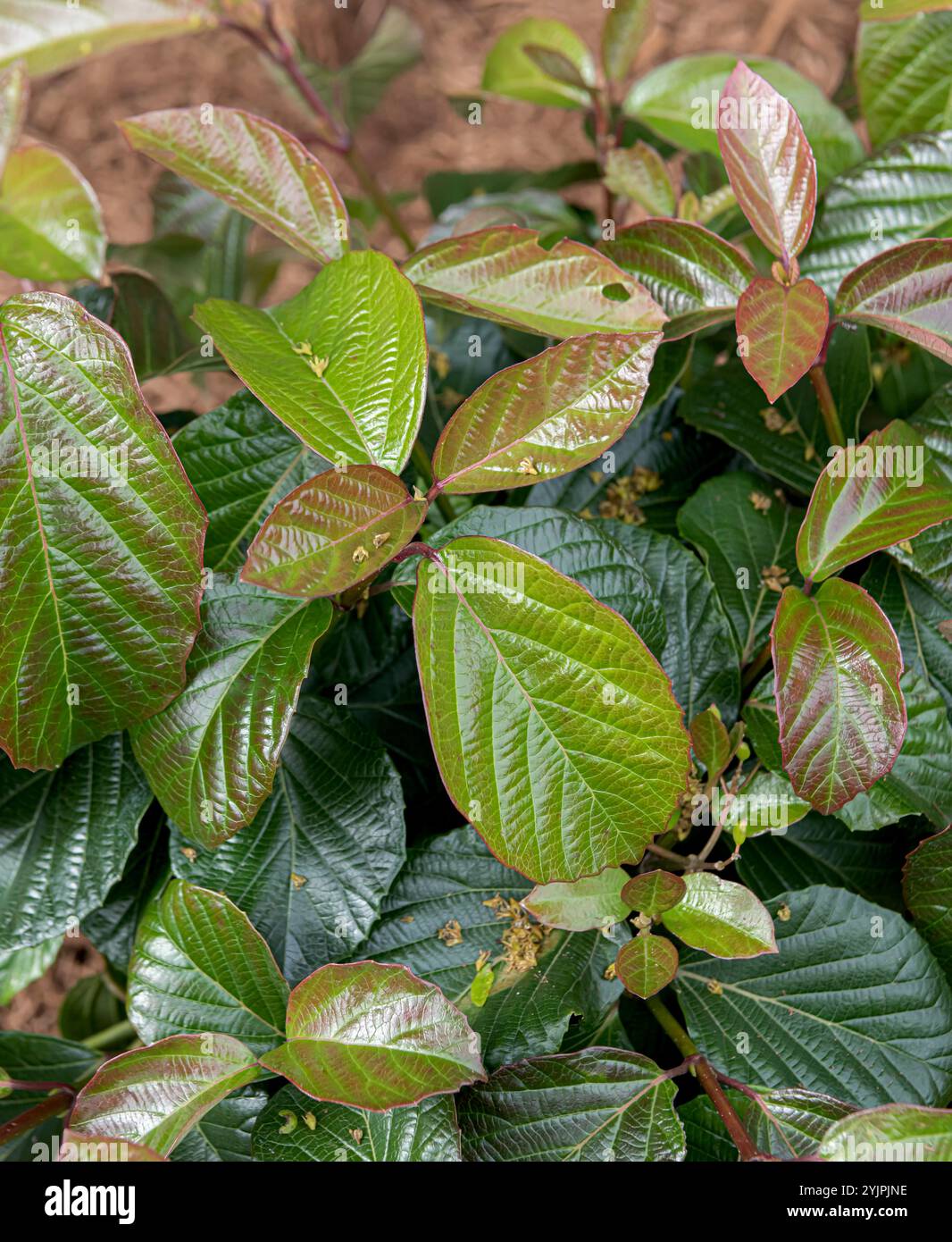 Glanz-Schneball, Viburnum  SHINY DANCER, Gloss Schneball, Viburnum SHINY DANCER, Gloss Snowball Stock Photo